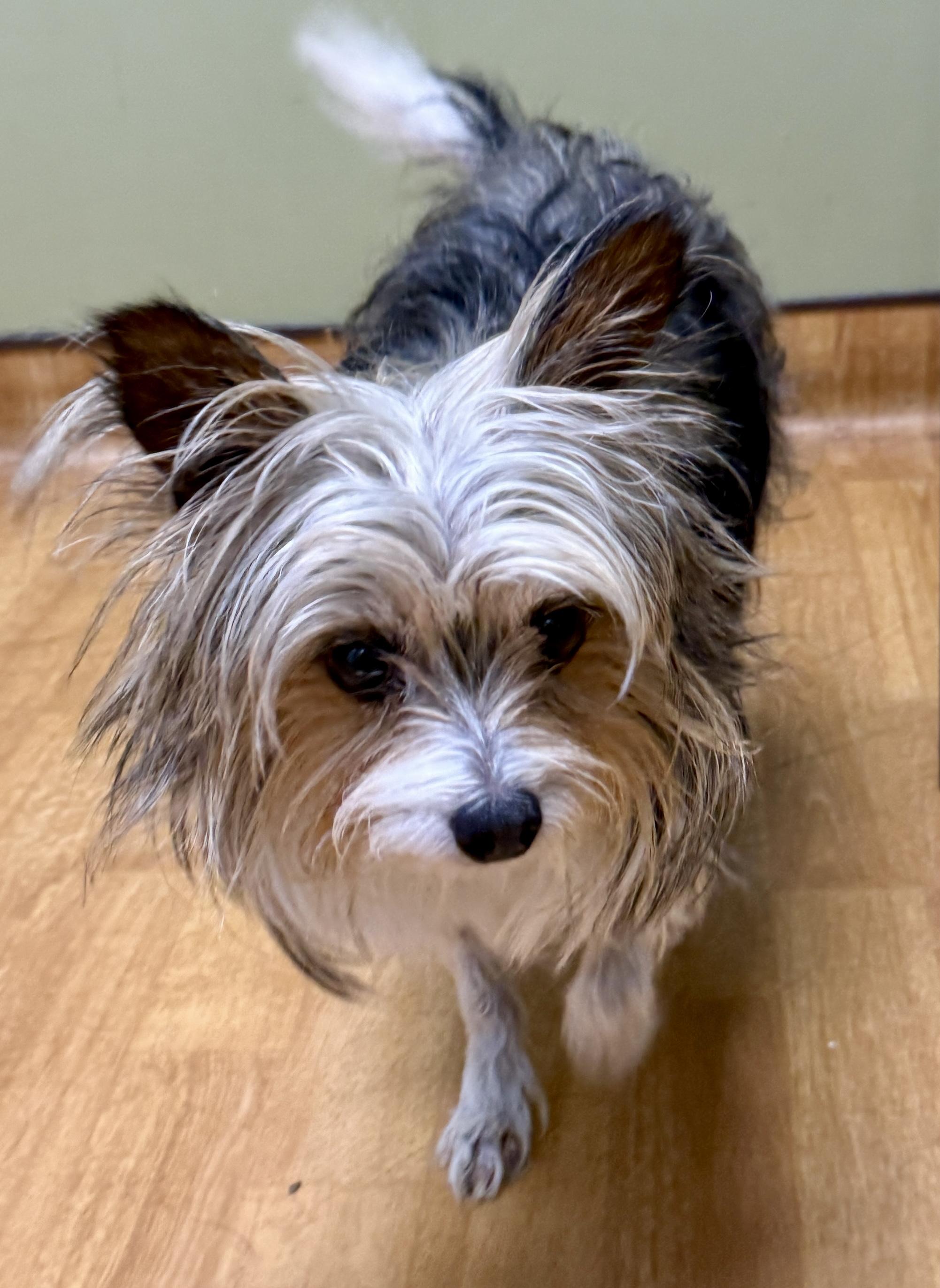 Sunni, a ADOPTABLE Yorkshire Terrier in Mount Airy, NC image 2/5