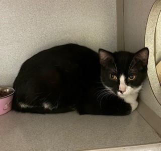 Enlarge Eliza, a ADOPTABLE Domestic Short Hair in Mason City, IA image 1/1