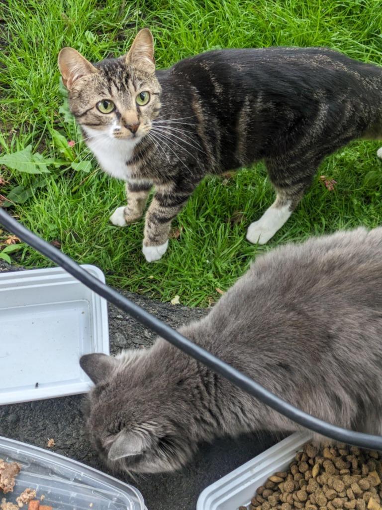 Enlarge Tessa (Broken Tail), a Adoptable mixed breed in Richmond, BC image 1/1