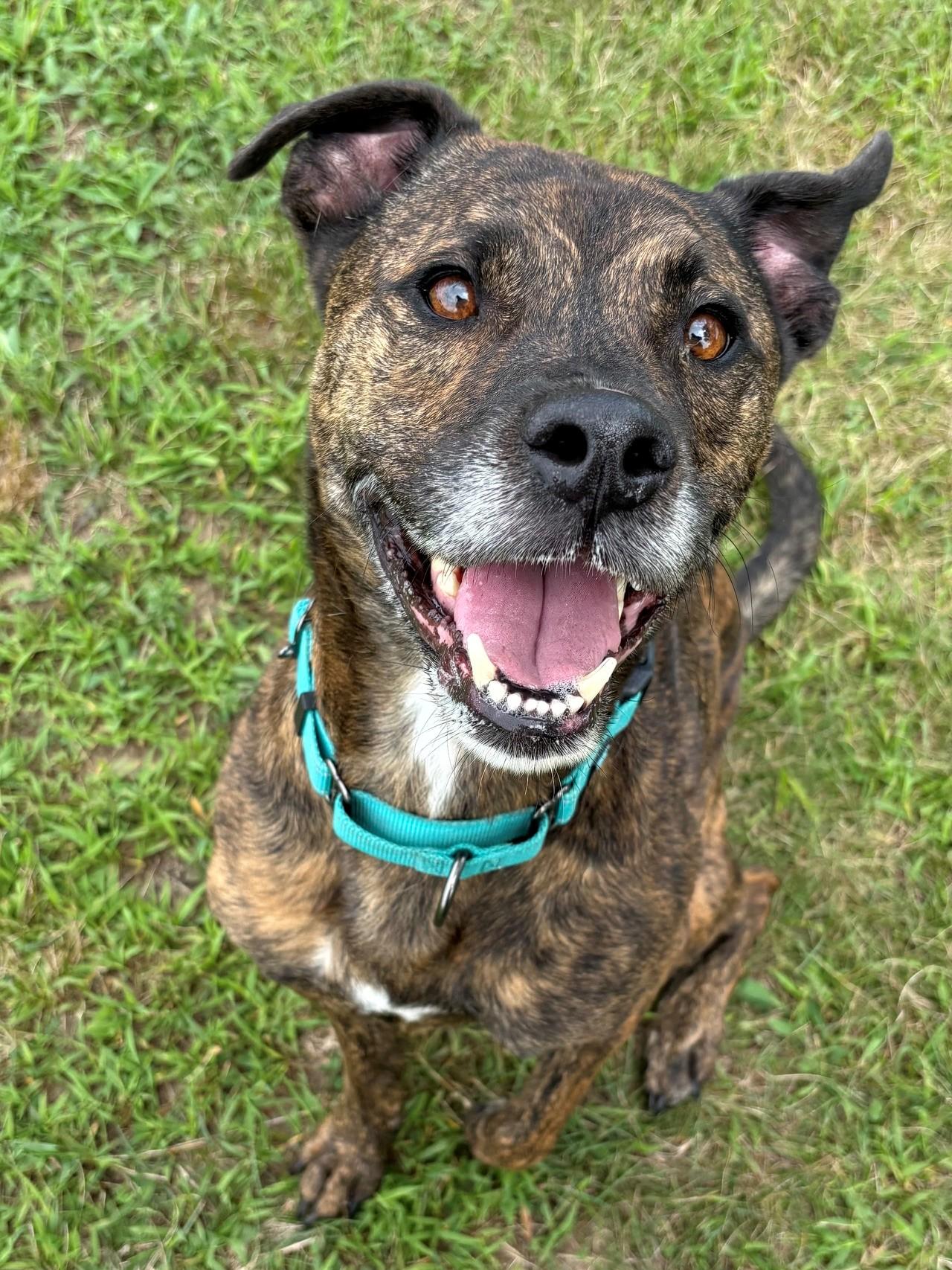Enlarge Mark, a ADOPTABLE Mixed Breed in Ionia, MI image 1/6