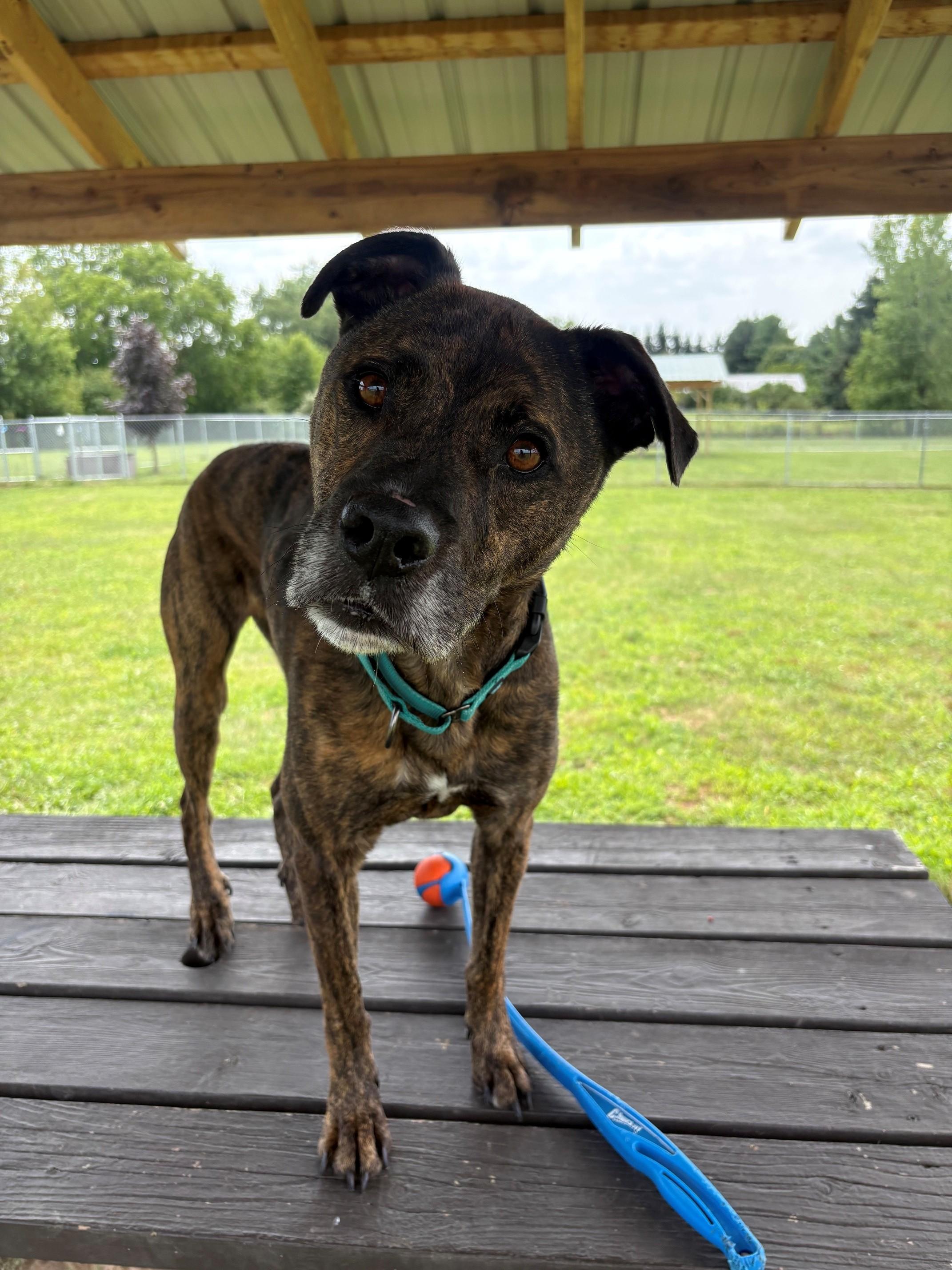 Enlarge Mark, a ADOPTABLE Mixed Breed in Ionia, MI image 6/6