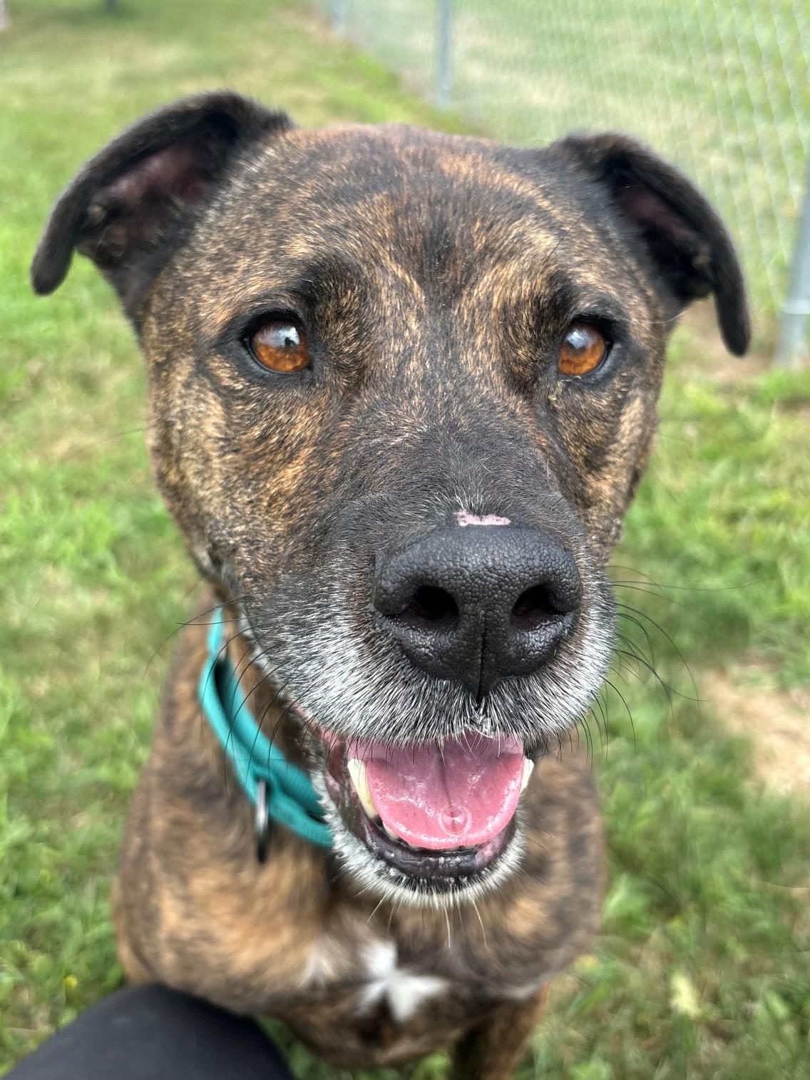 Enlarge Mark, a ADOPTABLE Mixed Breed in Ionia, MI image 5/6