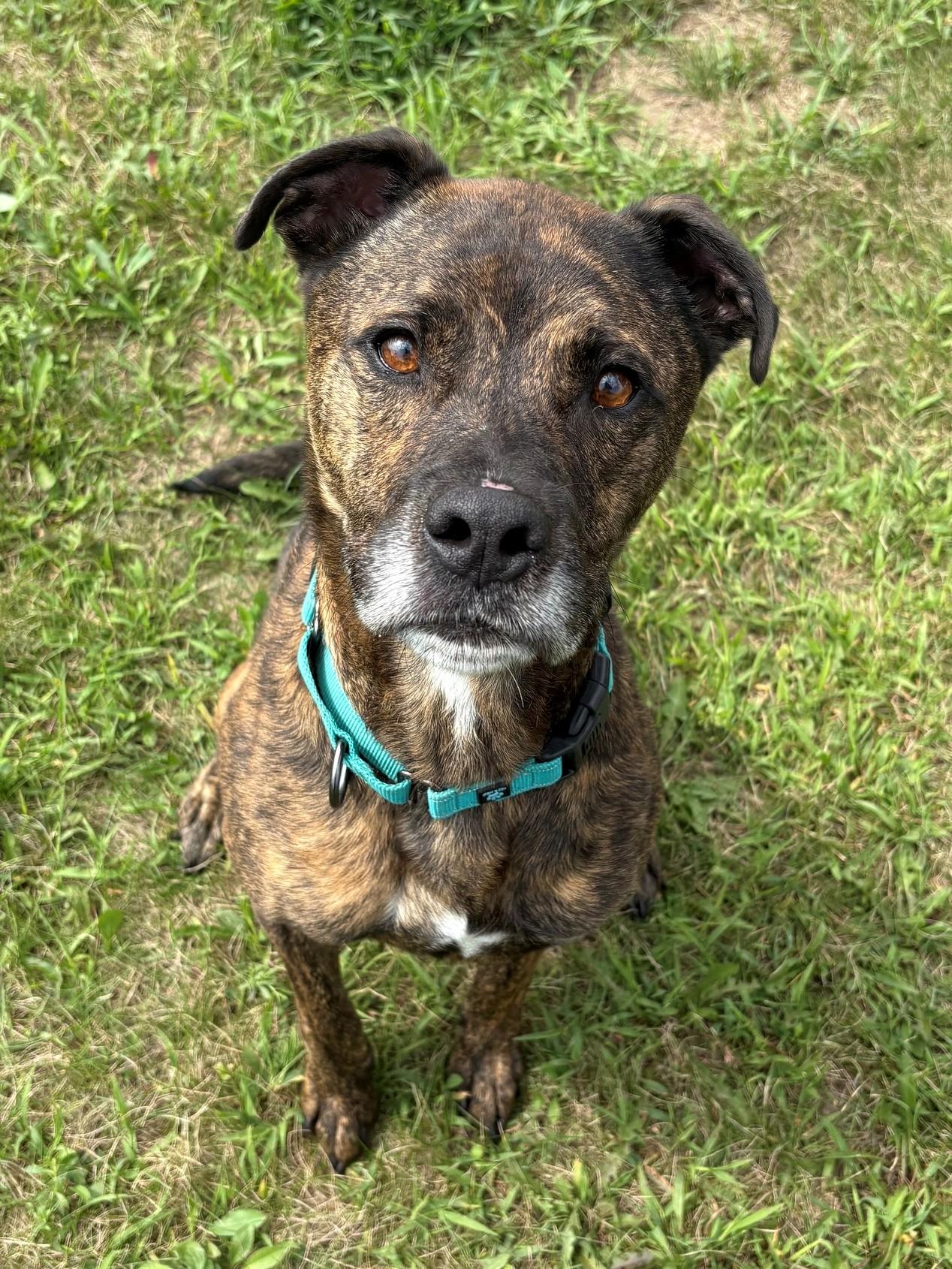 Enlarge Mark, a ADOPTABLE Mixed Breed in Ionia, MI image 4/6