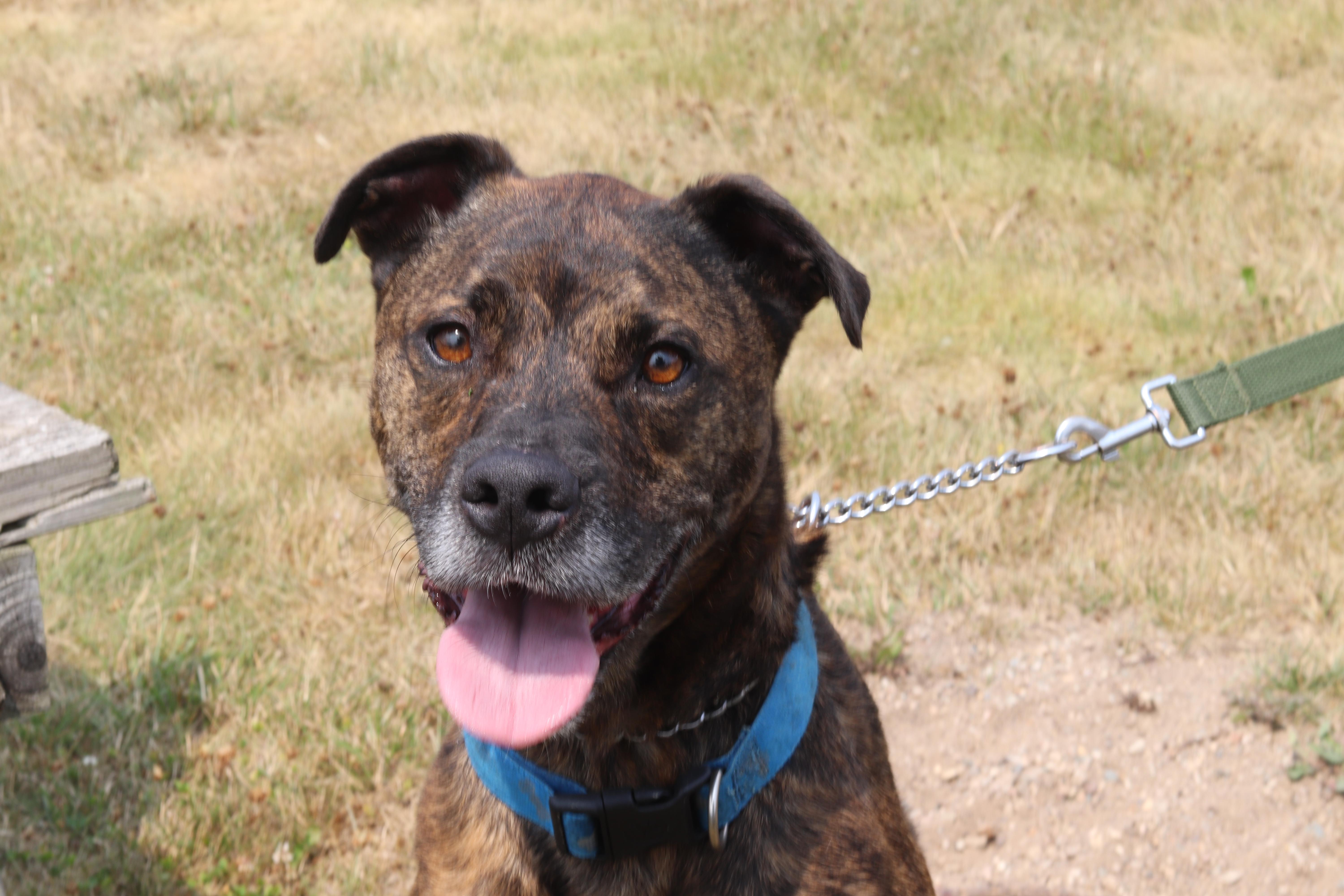 Enlarge Mark, a ADOPTABLE Mixed Breed in Ionia, MI image 2/6