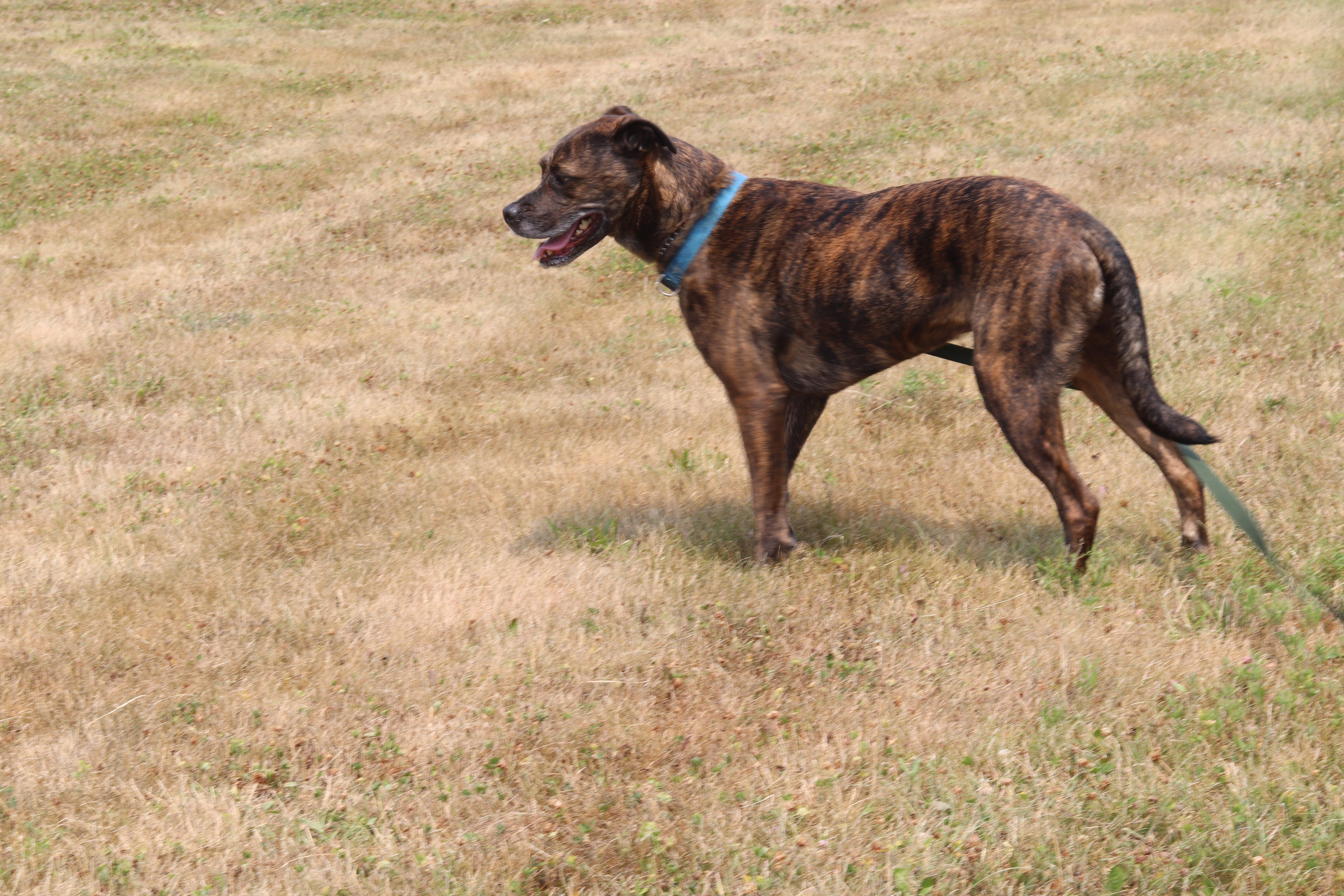 Enlarge Mark, a ADOPTABLE Mixed Breed in Ionia, MI image 3/6