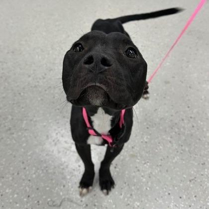 Enlarge Kuromi, a Adoptable mixed breed in Indianapolis, IN image 1/1