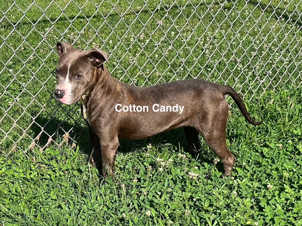 Cotton Candy