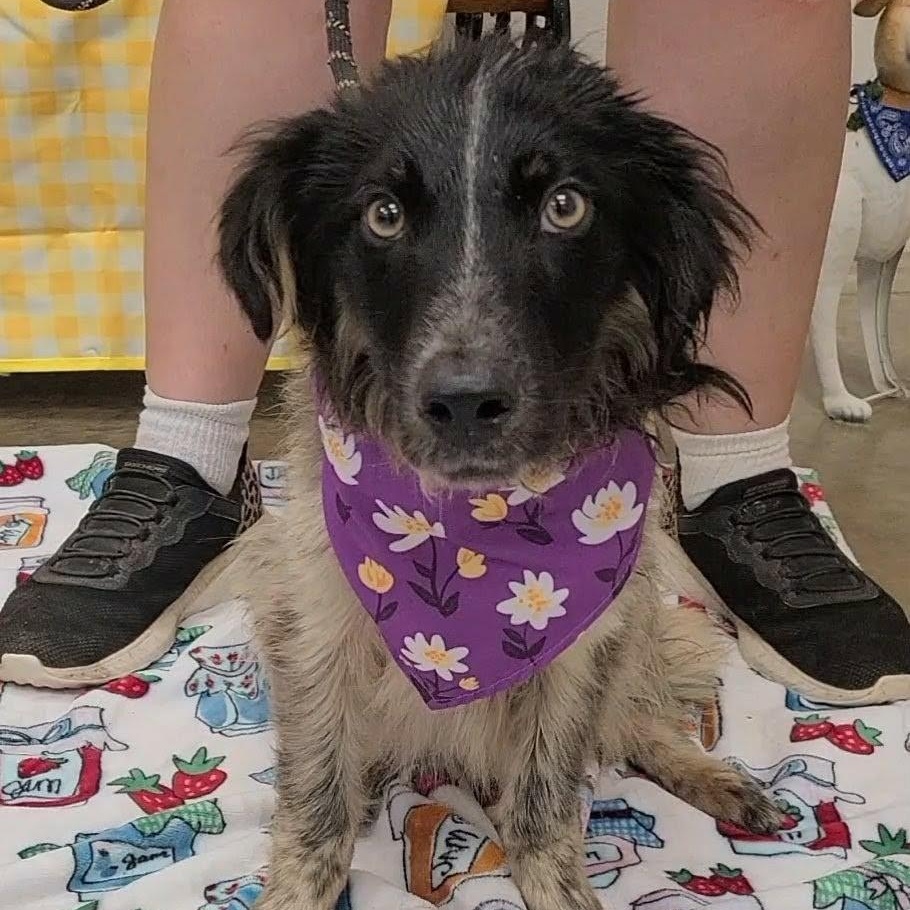 Enlarge Dart, a ADOPTABLE mixed breed in Woolwich, ME image 2/3