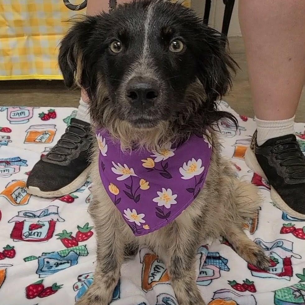 Dart, ADOPTABLE, Adult Male Australian Shepherd.