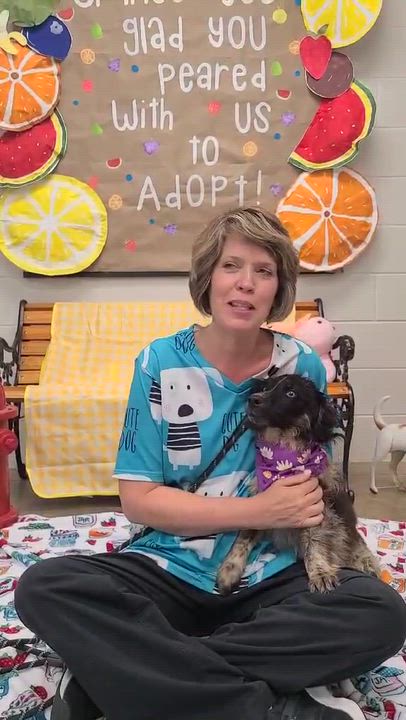 Enlarge Dart, a ADOPTABLE mixed breed in Woolwich, ME video 3/3