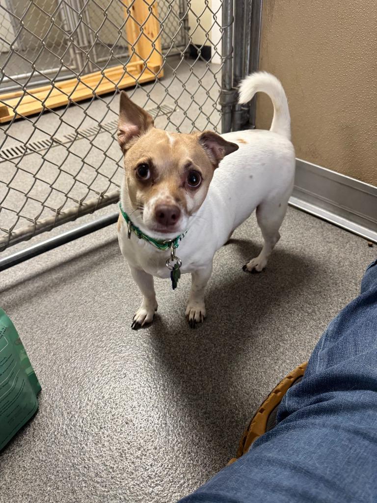 Charlie, Adoptable, Adult Male Jack Russell Terrier & Chihuahua.