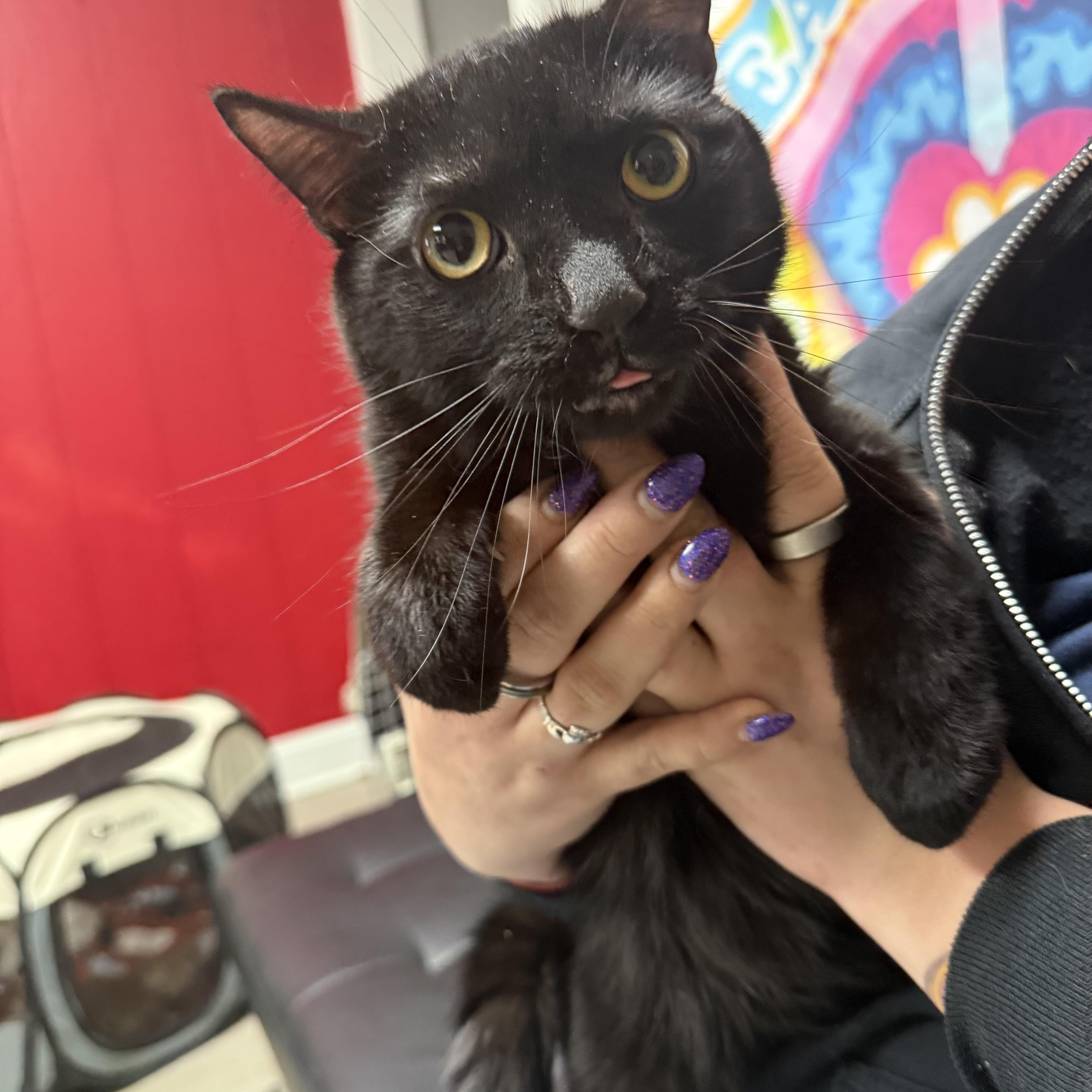 Guinness, Adoptable, Young Male Domestic Short Hair.