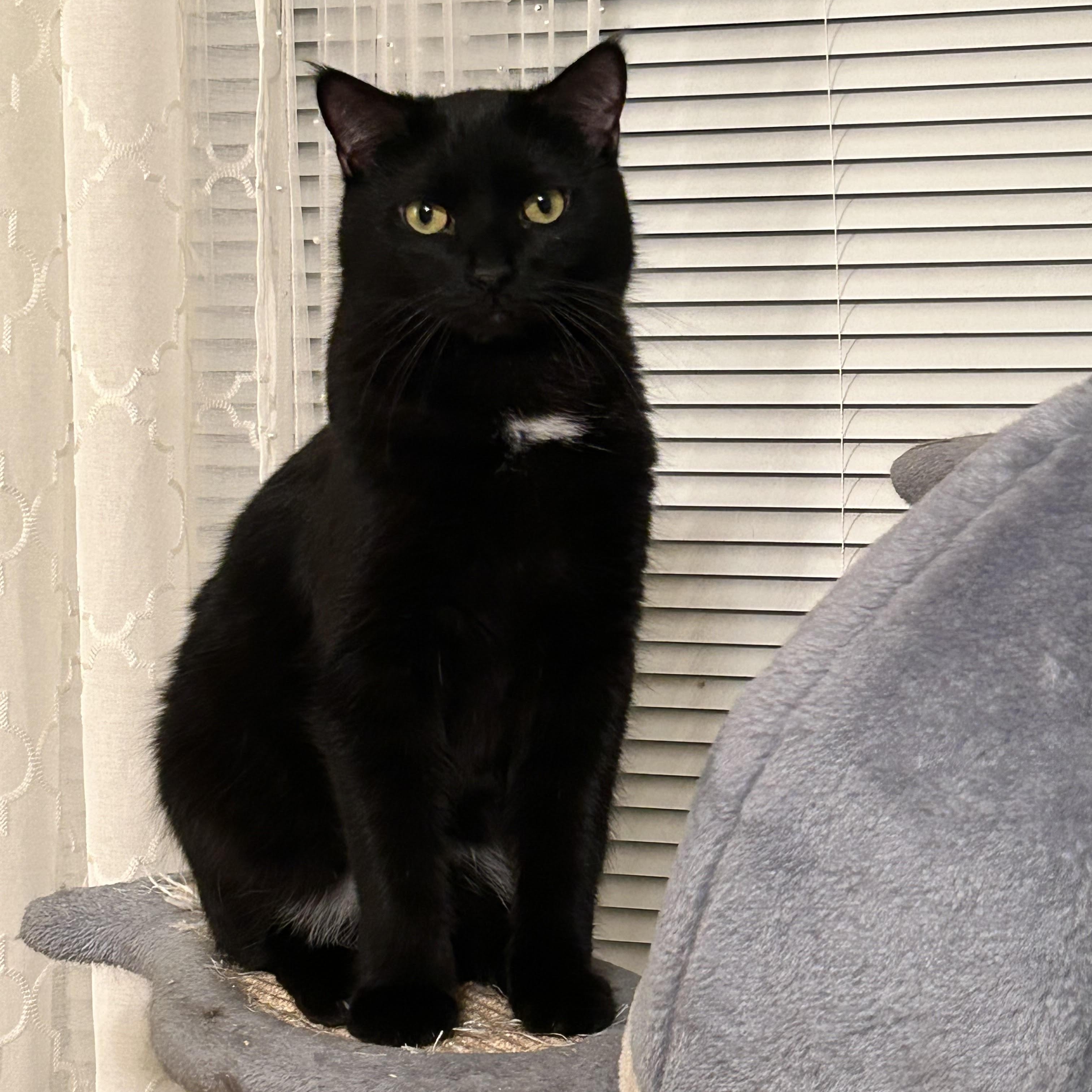 Guinness, a Adoptable Domestic Short Hair in Lemont, IL image 2/6