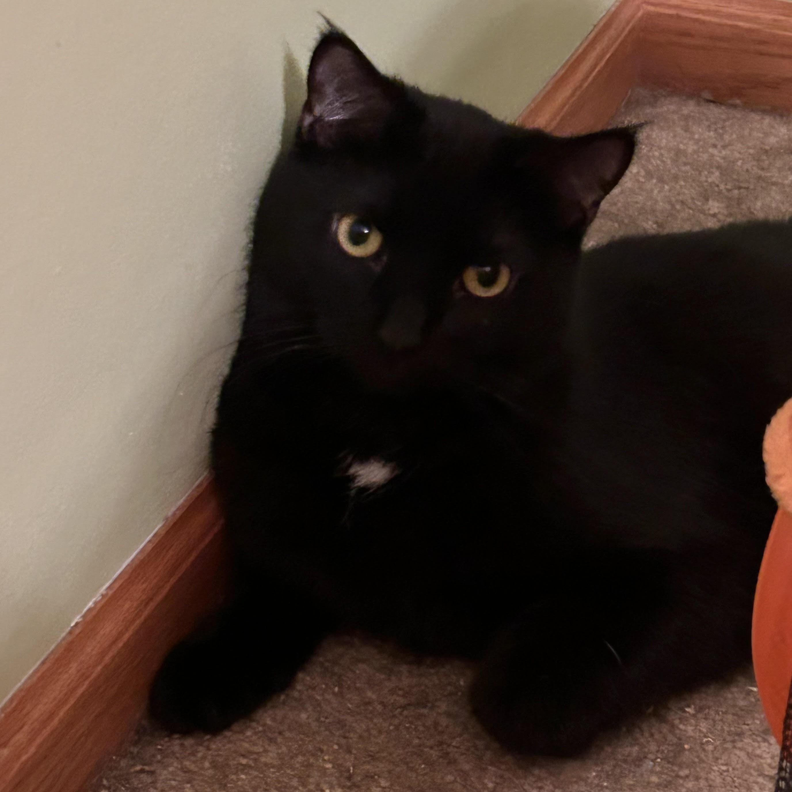 Guinness, a Adoptable Domestic Short Hair in Lemont, IL image 3/6