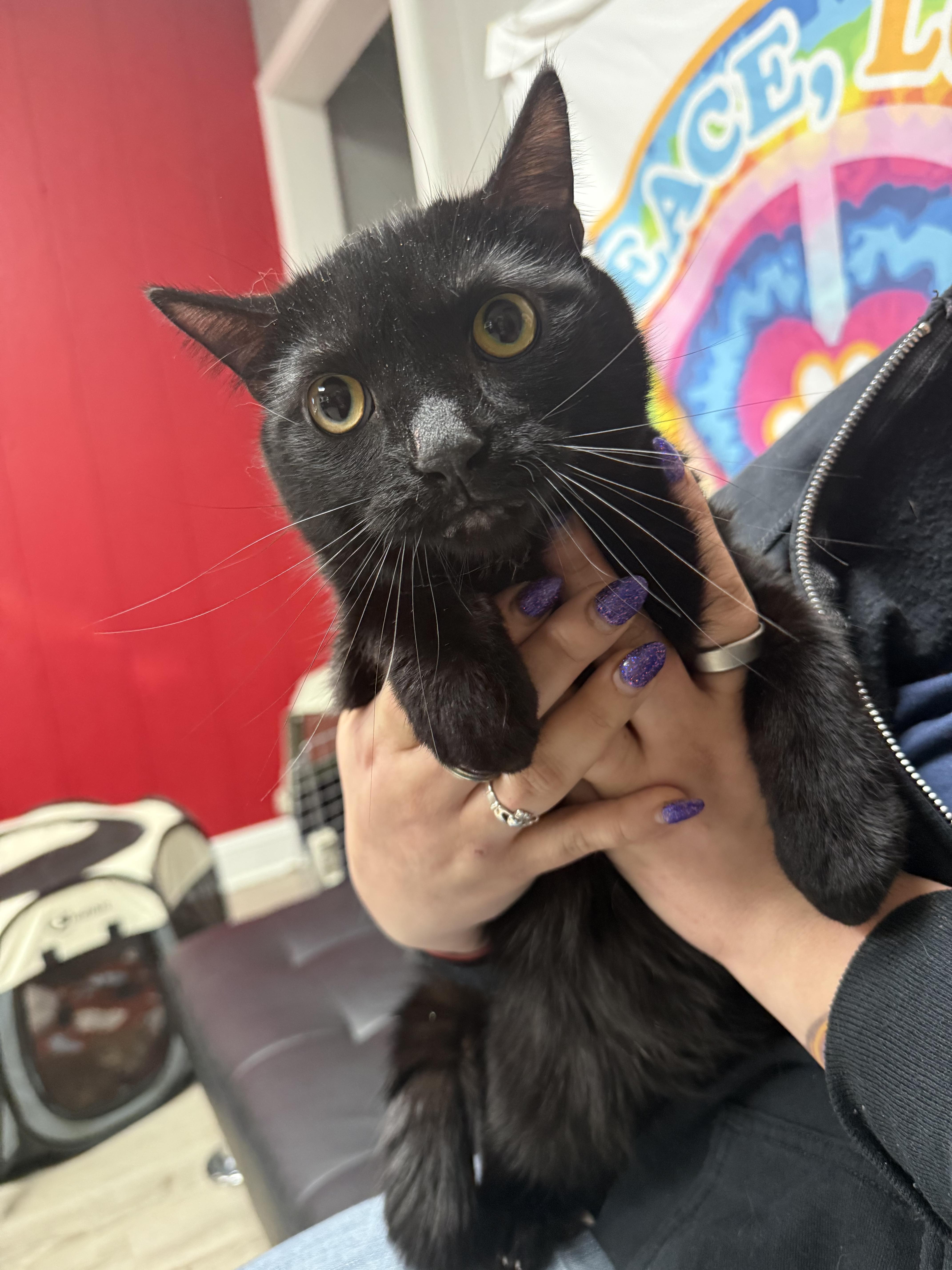 Guinness, a Adoptable Domestic Short Hair in Lemont, IL image 5/6