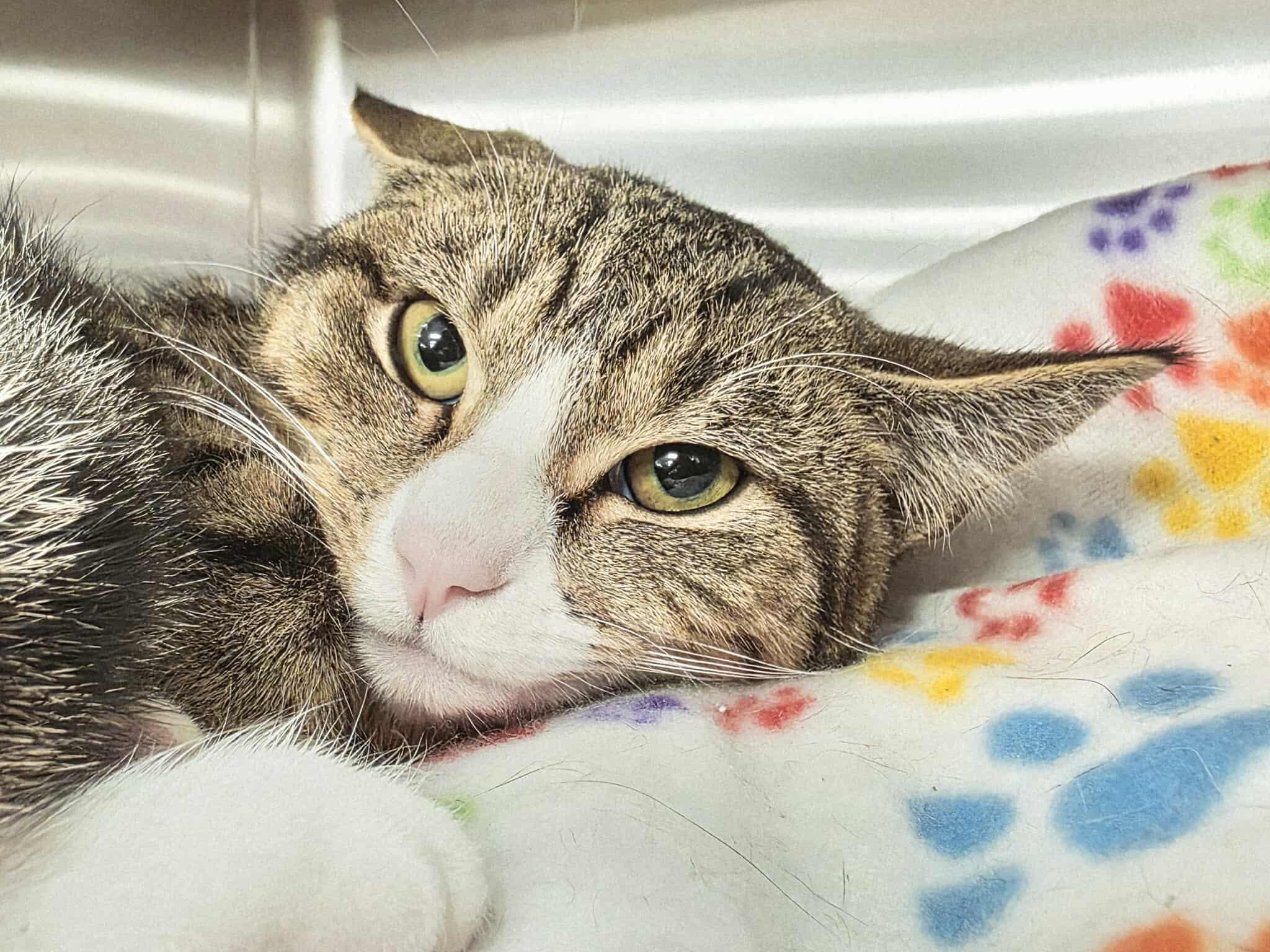 Enlarge Finn, a ADOPTABLE Domestic Short Hair in Oak Ridge, TN image 4/5