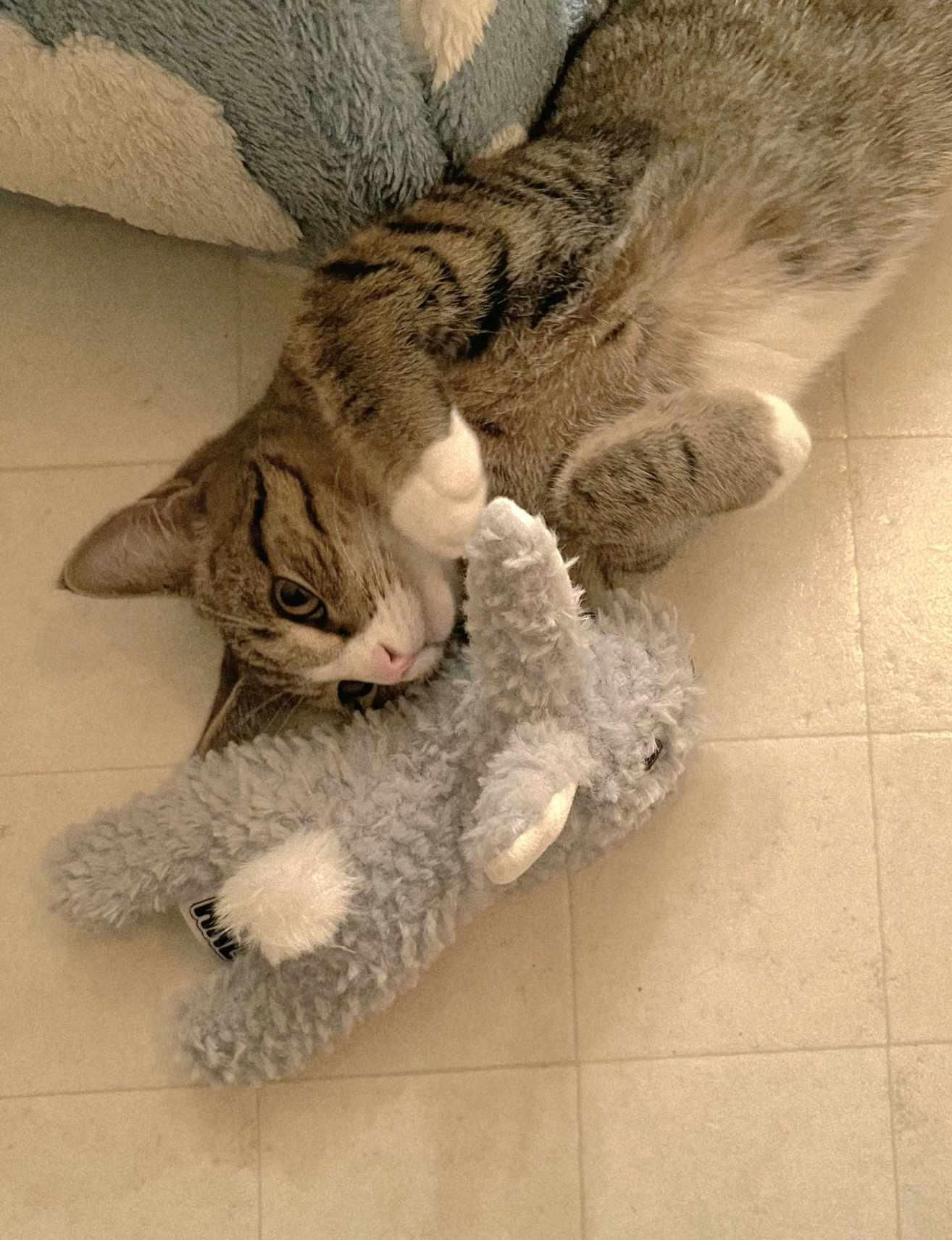 Enlarge Finn, a ADOPTABLE Domestic Short Hair in Oak Ridge, TN image 3/5