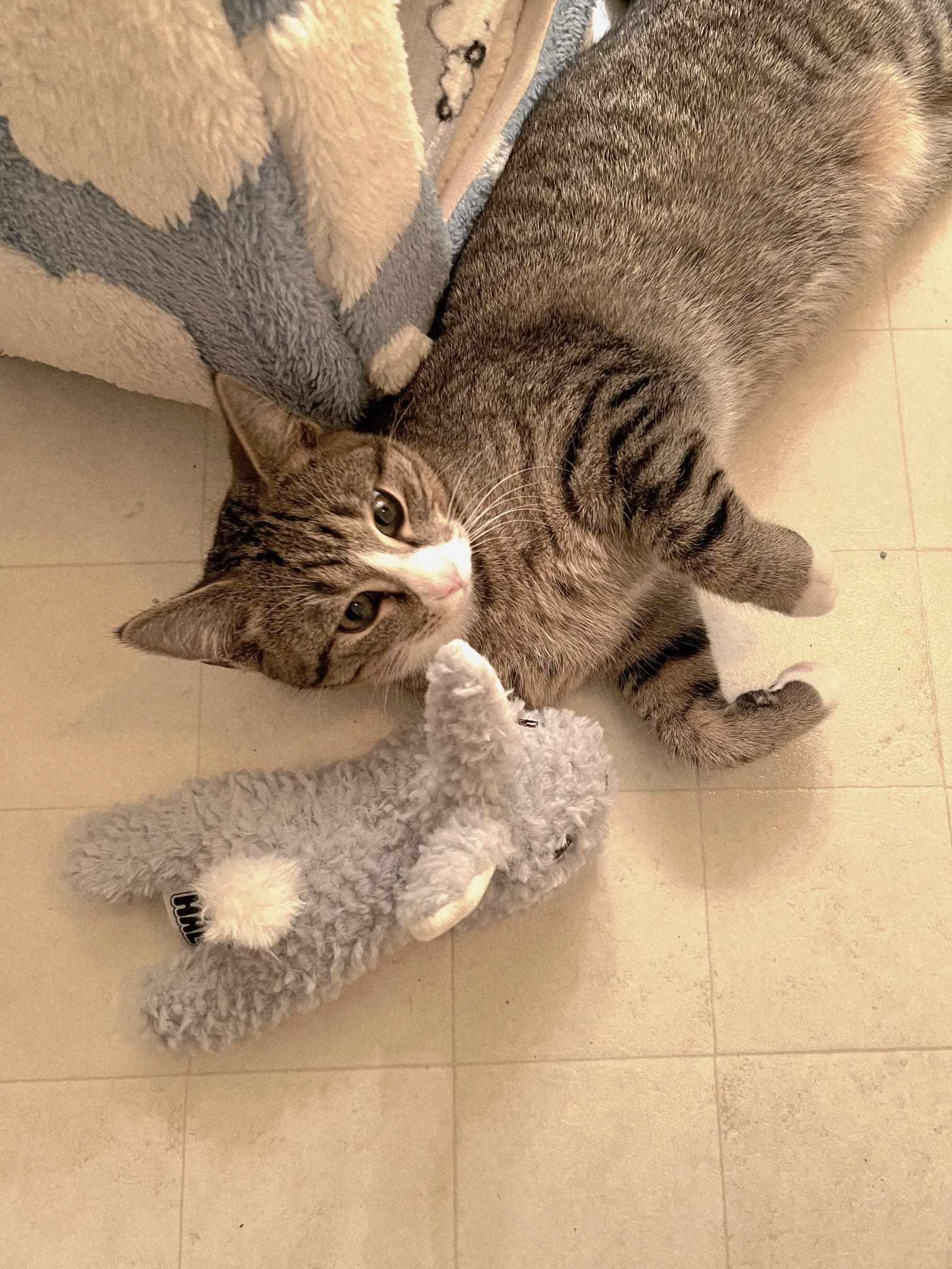 Enlarge Finn, a ADOPTABLE Domestic Short Hair in Oak Ridge, TN image 2/5