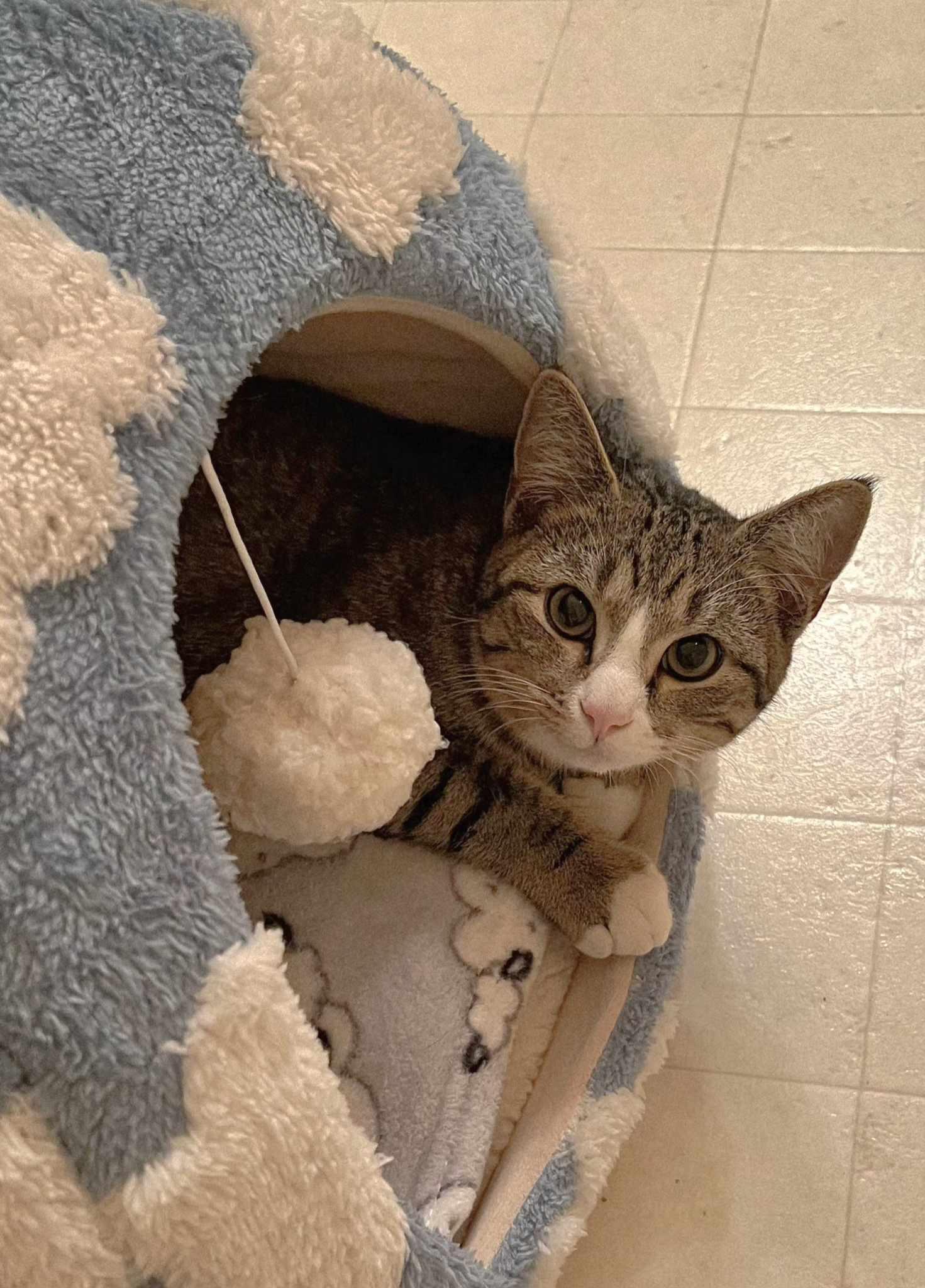 Finn, ADOPTABLE, Young Male Domestic Short Hair.