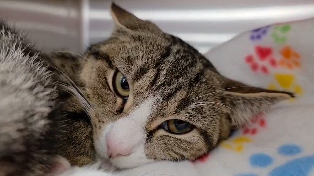 Enlarge Finn, a ADOPTABLE Domestic Short Hair in Oak Ridge, TN video 5/5