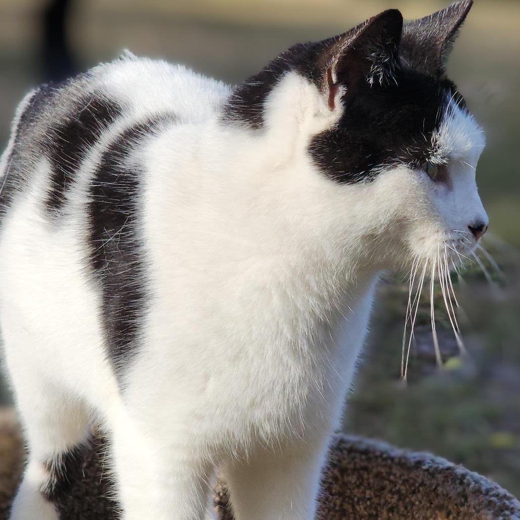 Enlarge Imogen, a Adoptable Domestic Short Hair in Williston, FL image 1/2
