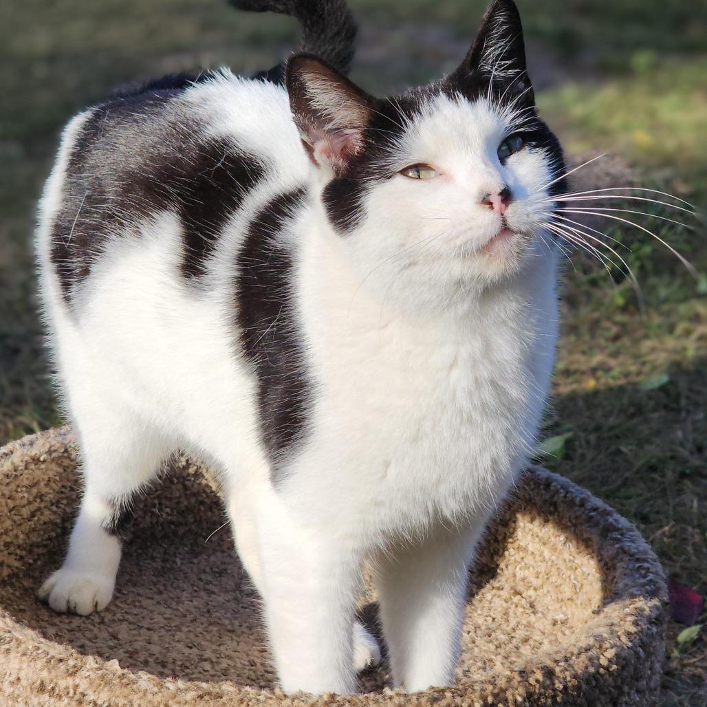 Enlarge Imogen, a Adoptable Domestic Short Hair in Williston, FL image 2/2