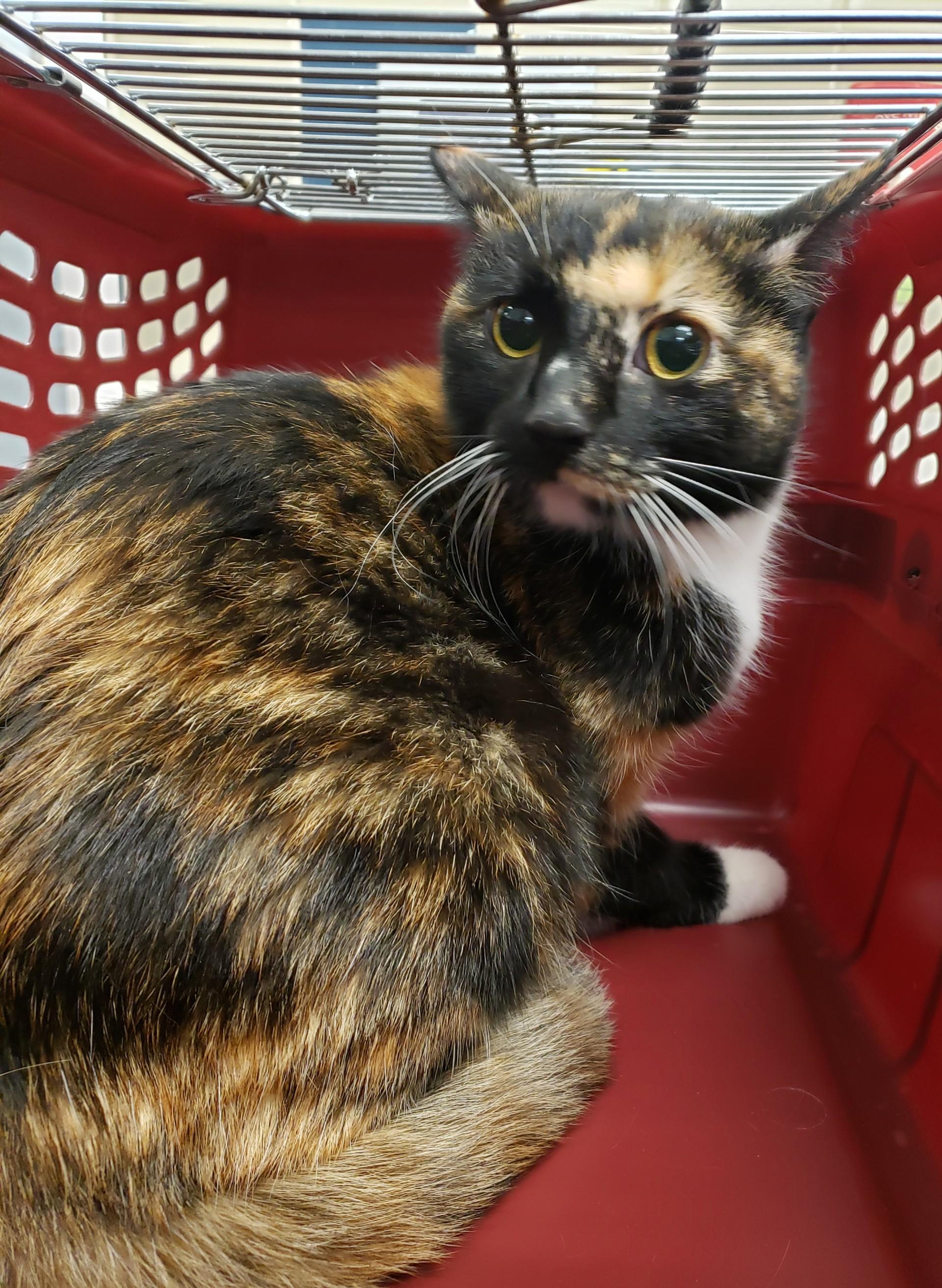 Greta, ADOPTABLE, Adult Female Domestic Medium Hair.