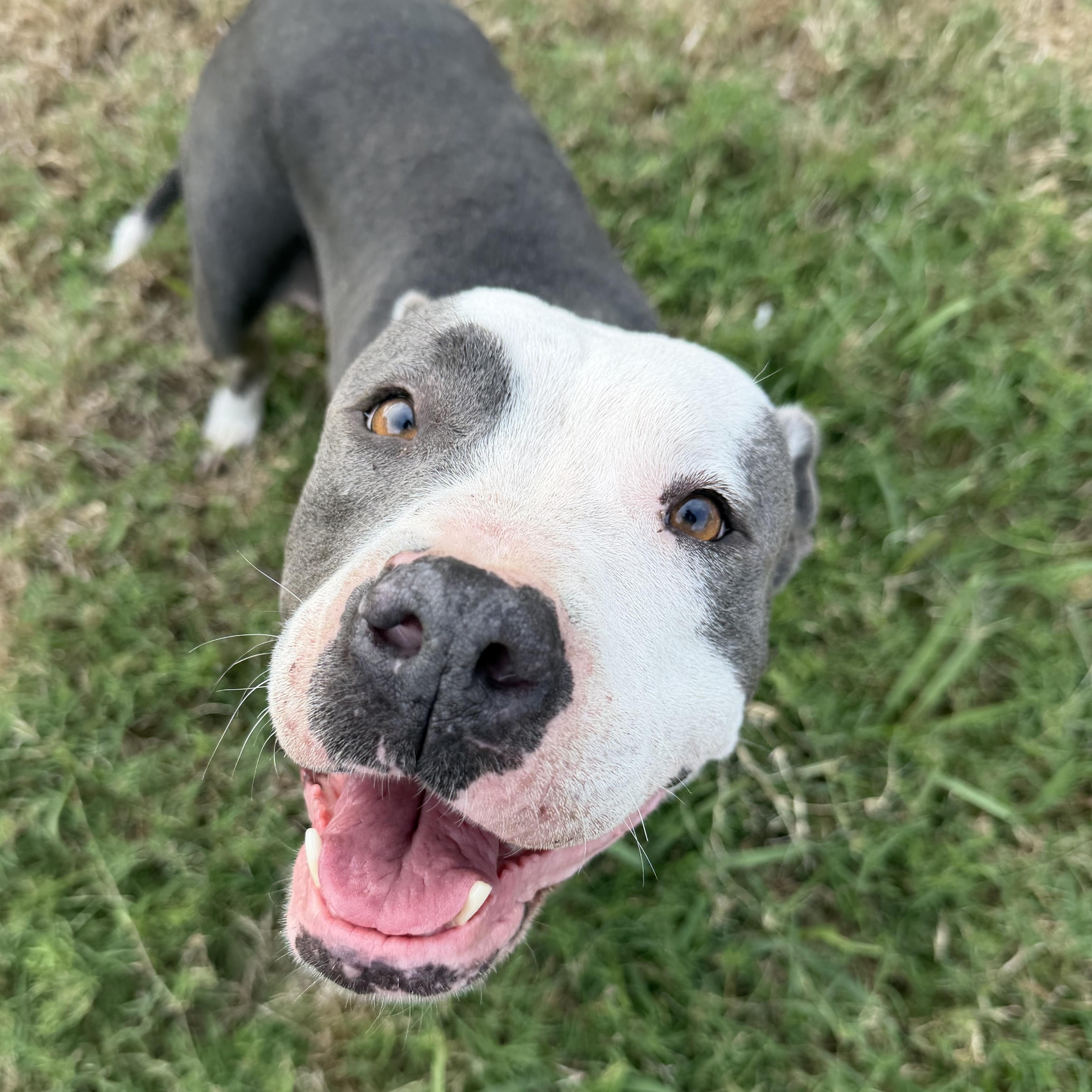Enlarge Raine, an adopted Pit Bull Terrier in White Marsh, MD image 1/4