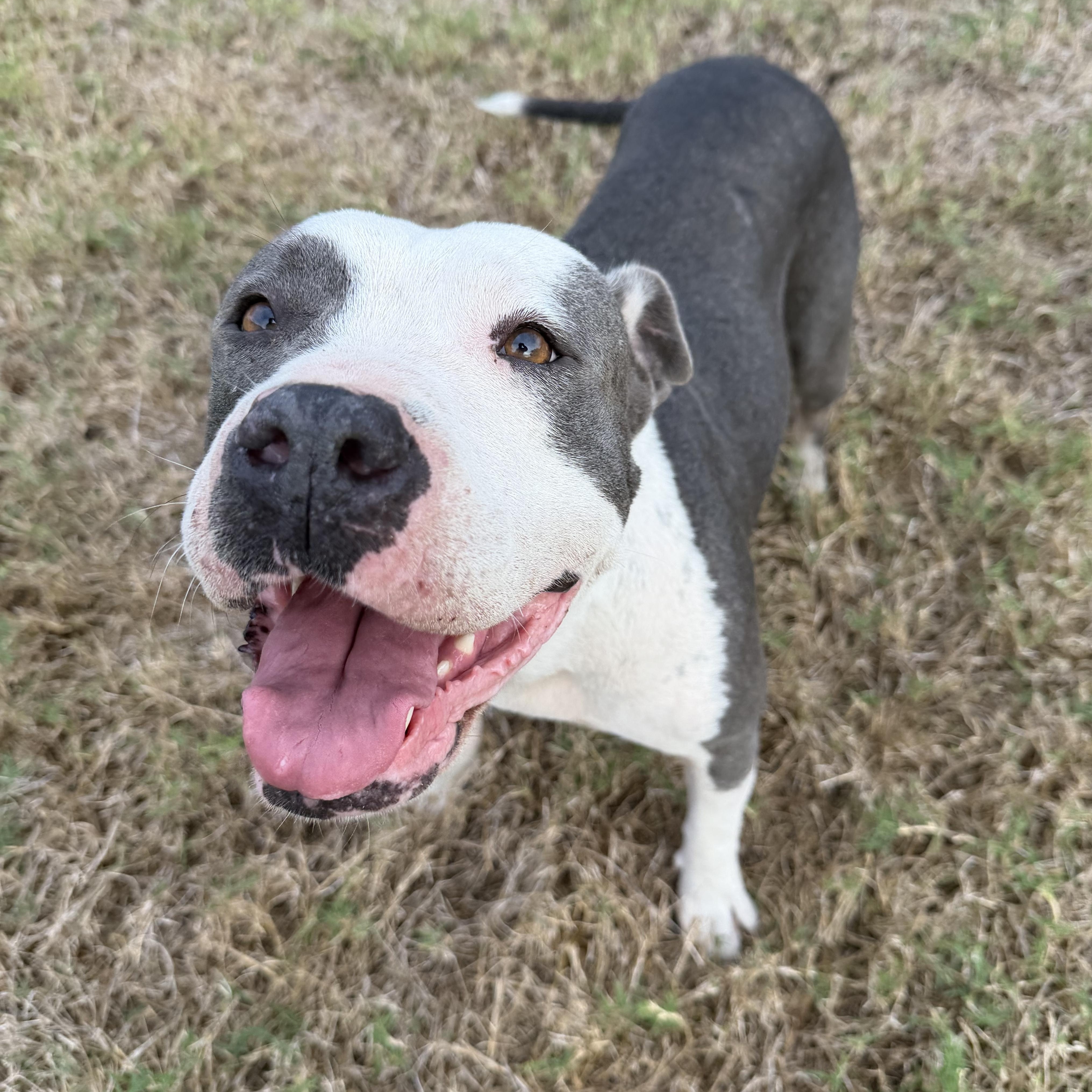 Enlarge Raine, an adopted Pit Bull Terrier in White Marsh, MD image 3/4