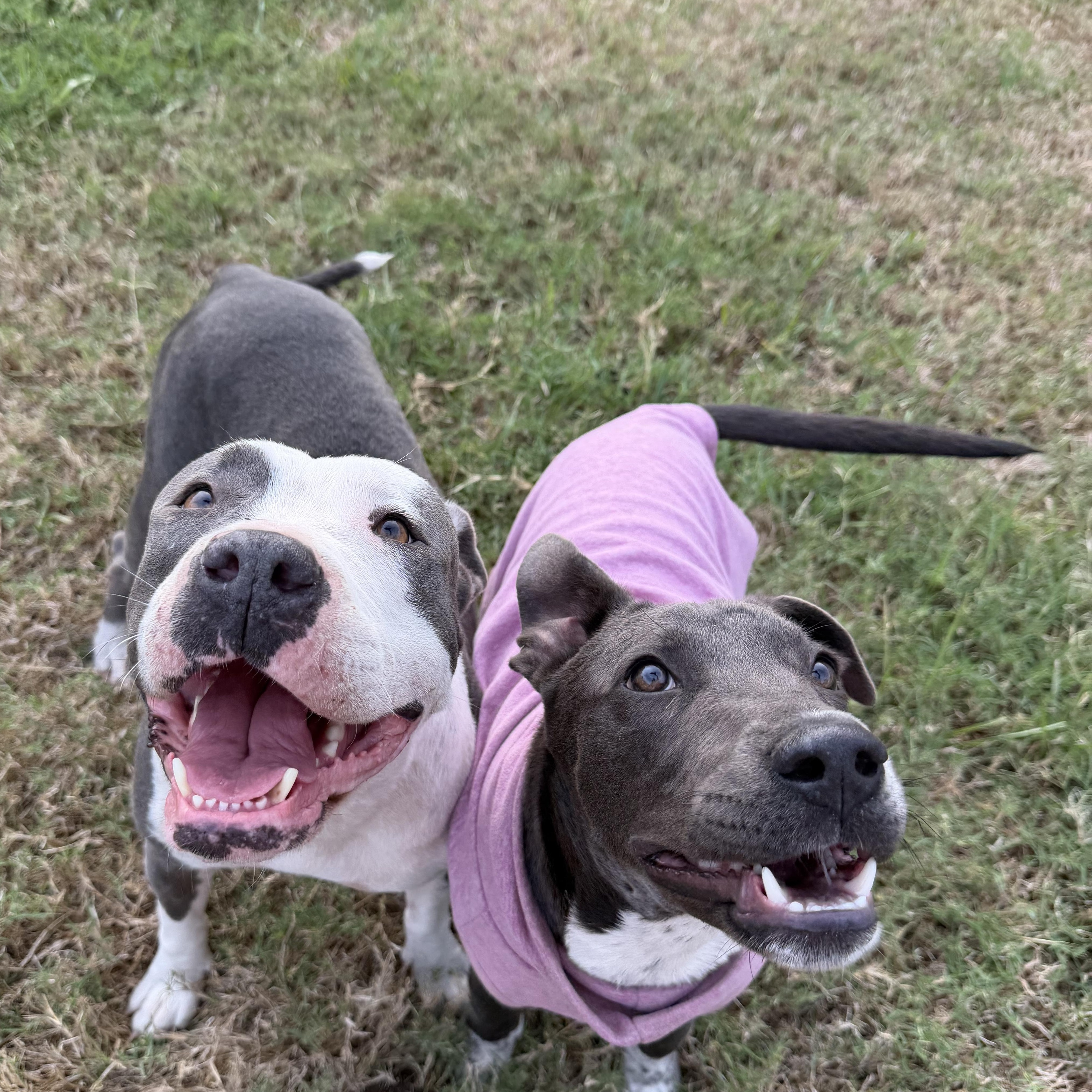 Enlarge Raine, an adopted Pit Bull Terrier in White Marsh, MD image 4/4