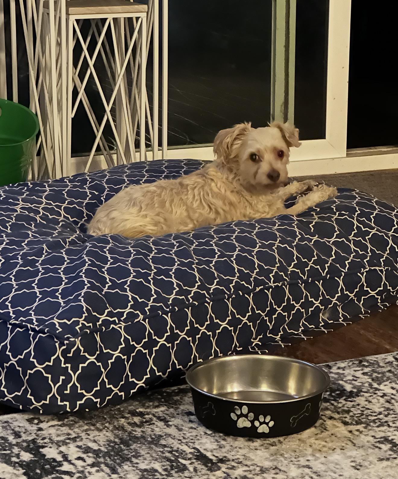 Enlarge Hazel the schnoodle, an adopted Schnoodle in Carlsbad, CA image 1/5