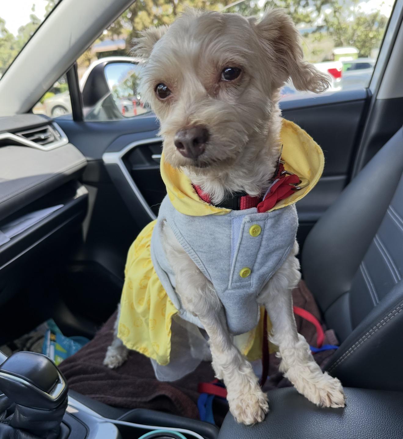 Enlarge Hazel the schnoodle, an adopted Schnoodle in Carlsbad, CA image 3/5