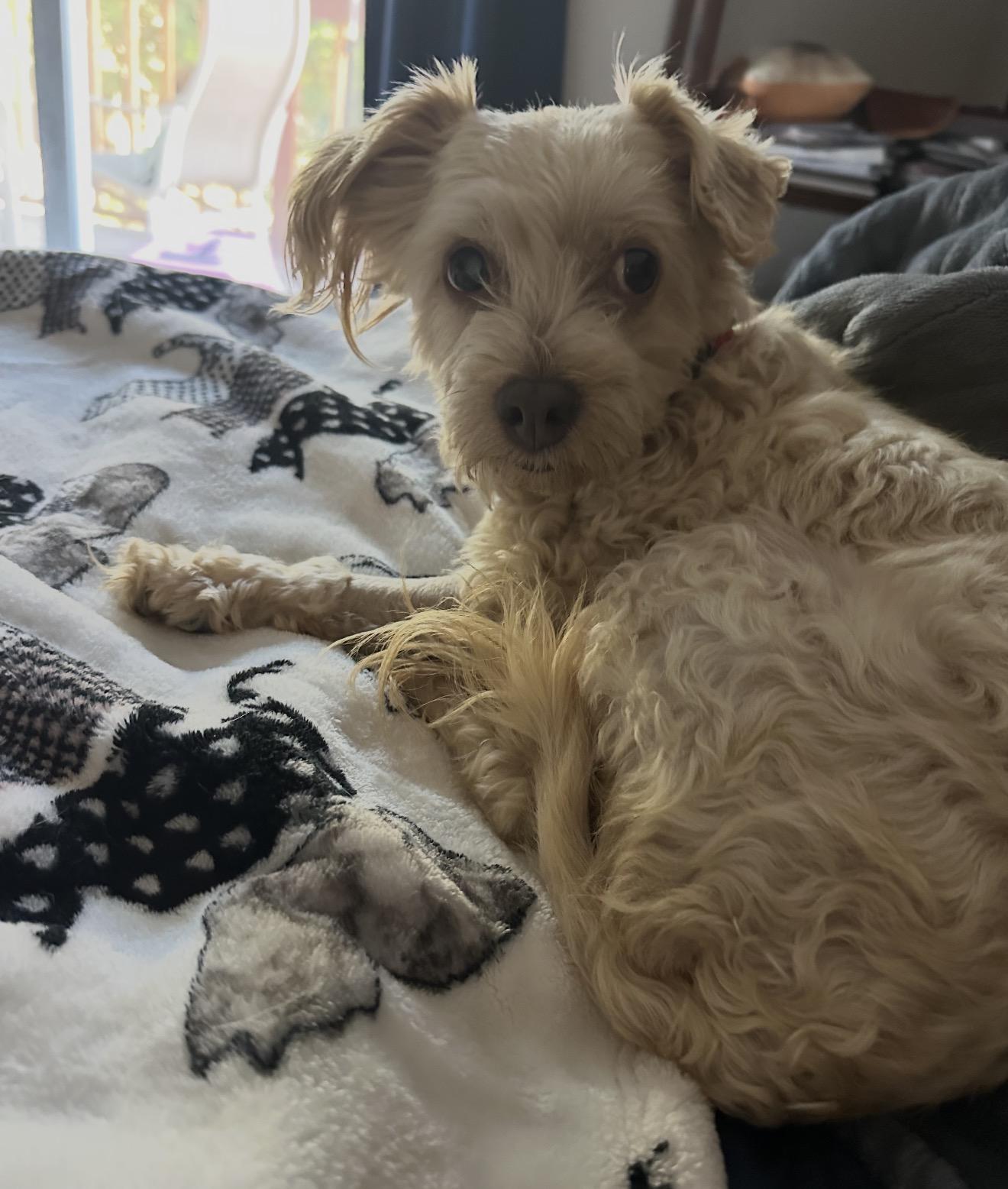 Enlarge Hazel the schnoodle, an adopted Schnoodle in Carlsbad, CA image 4/5