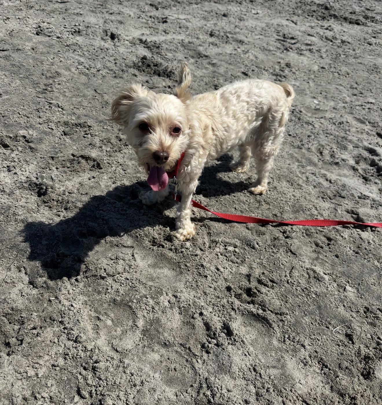 Enlarge Hazel the schnoodle, an adopted Schnoodle in Carlsbad, CA image 2/5