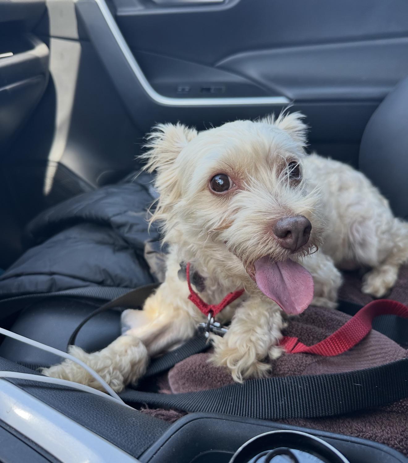 Enlarge Hazel the schnoodle, an adopted Schnoodle in Carlsbad, CA image 5/5