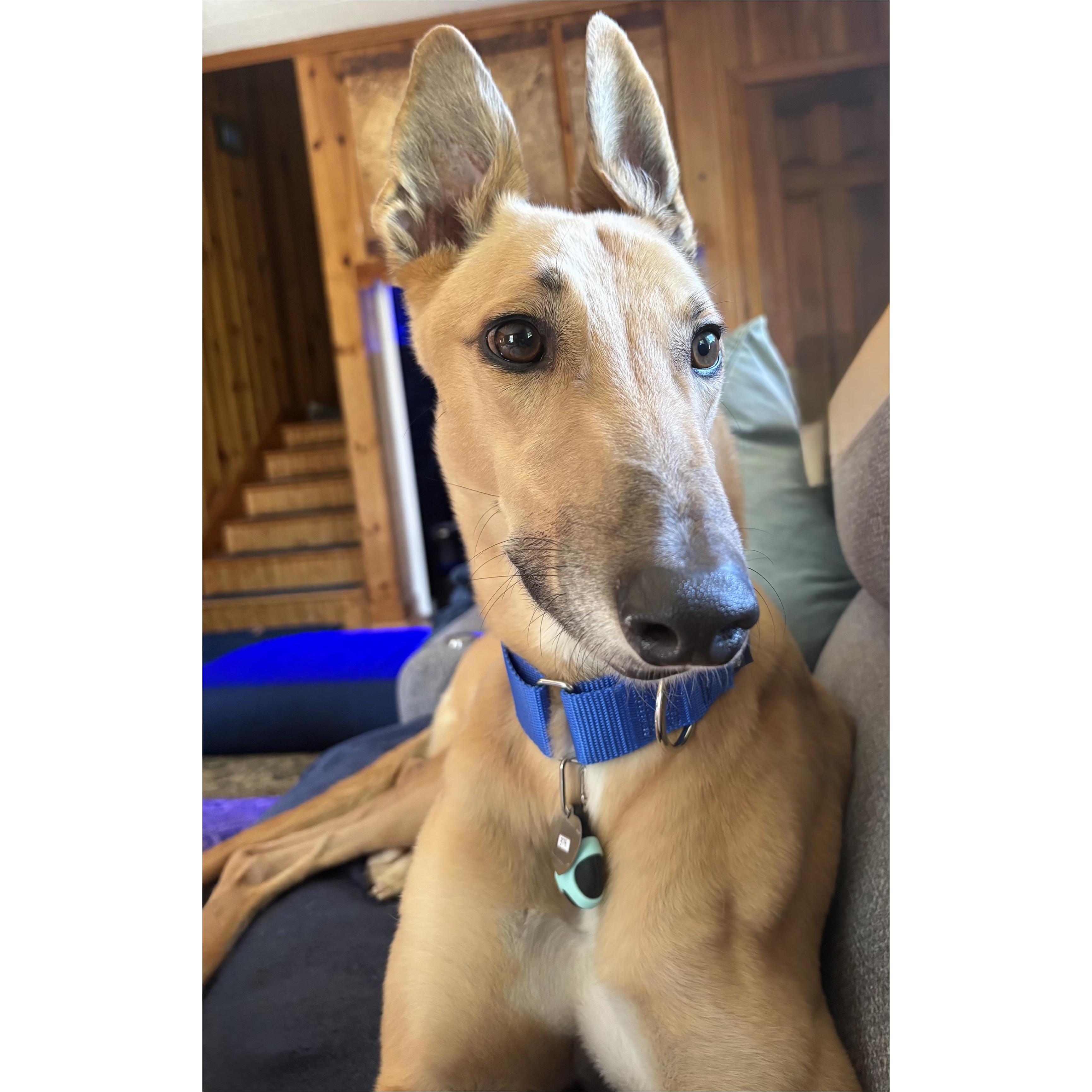 Darcy Road (Simba), Adoptable, Adult Male Greyhound.