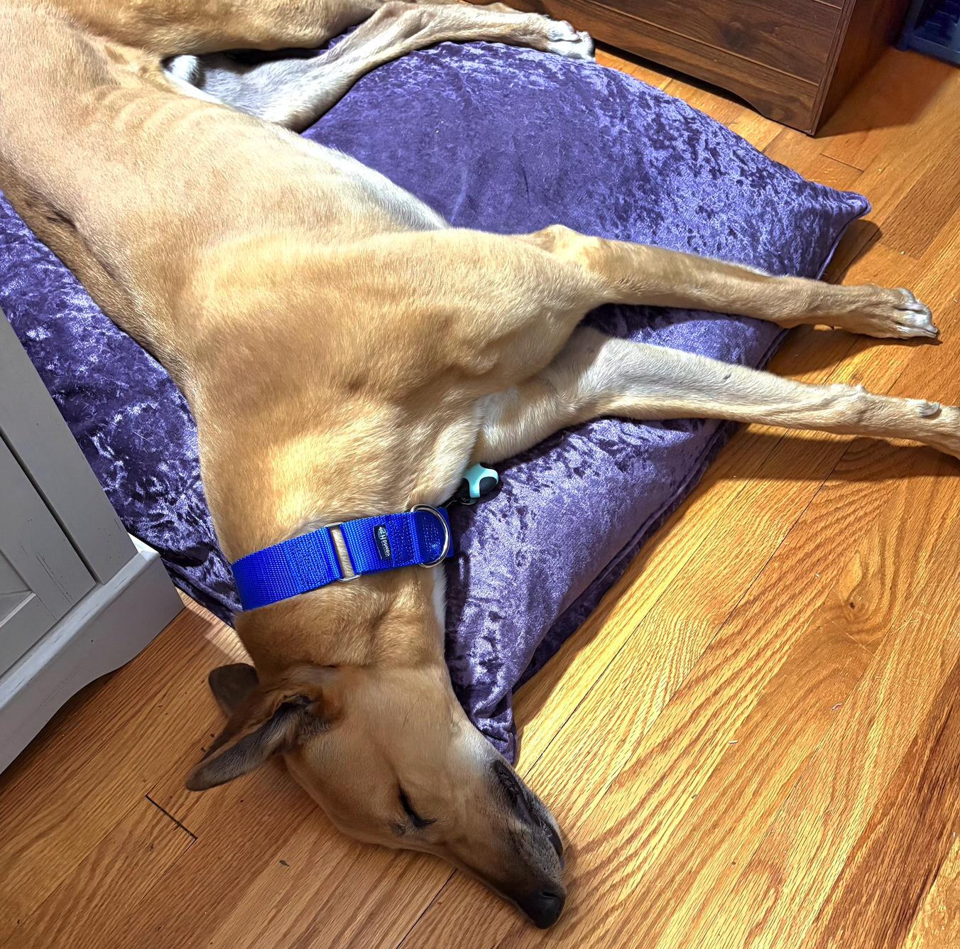 Enlarge Darcy Road (Simba), a Adoptable Greyhound in Tarpon Springs, FL image 2/5