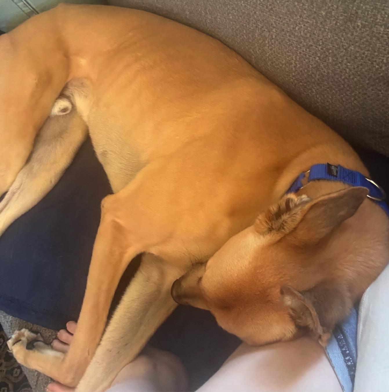 Enlarge Darcy Road (Simba), a Adoptable Greyhound in Tarpon Springs, FL image 3/5