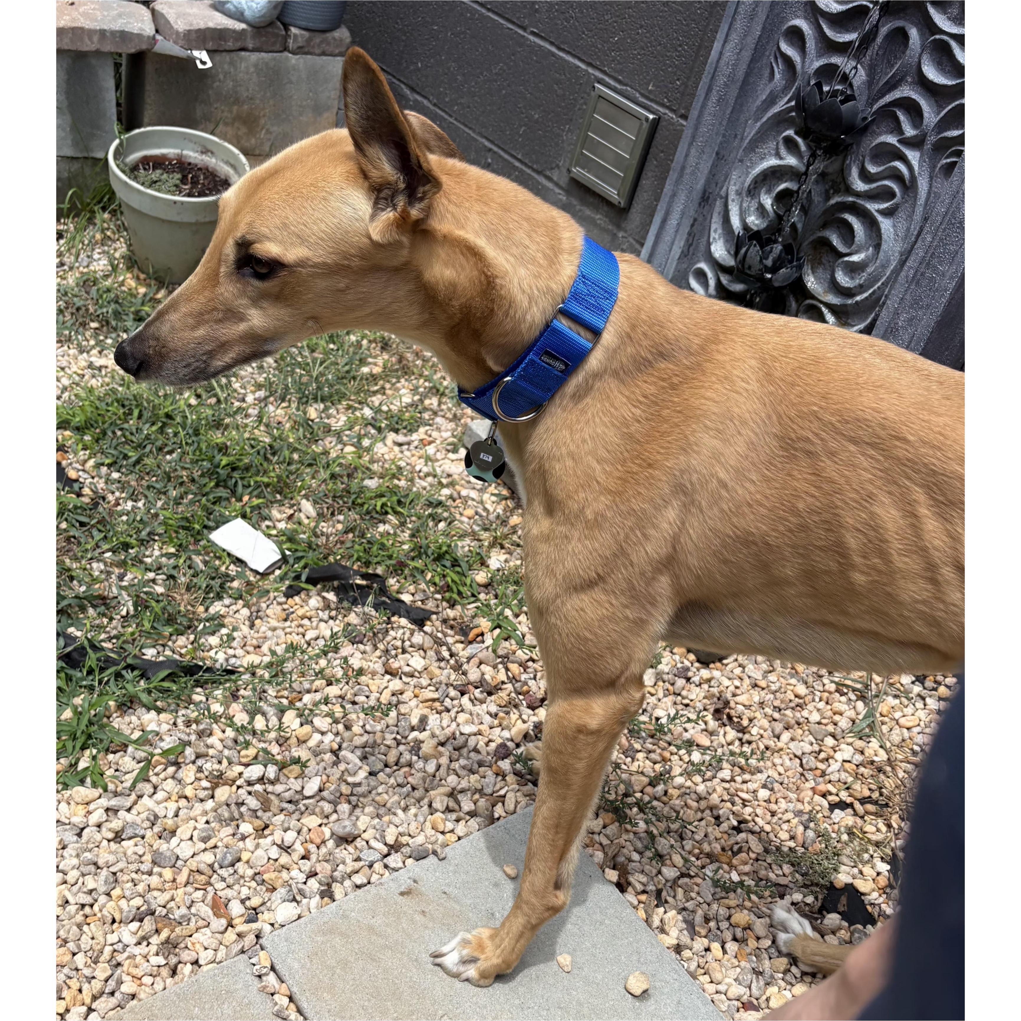 Enlarge Darcy Road (Simba), a Adoptable Greyhound in Tarpon Springs, FL image 4/5