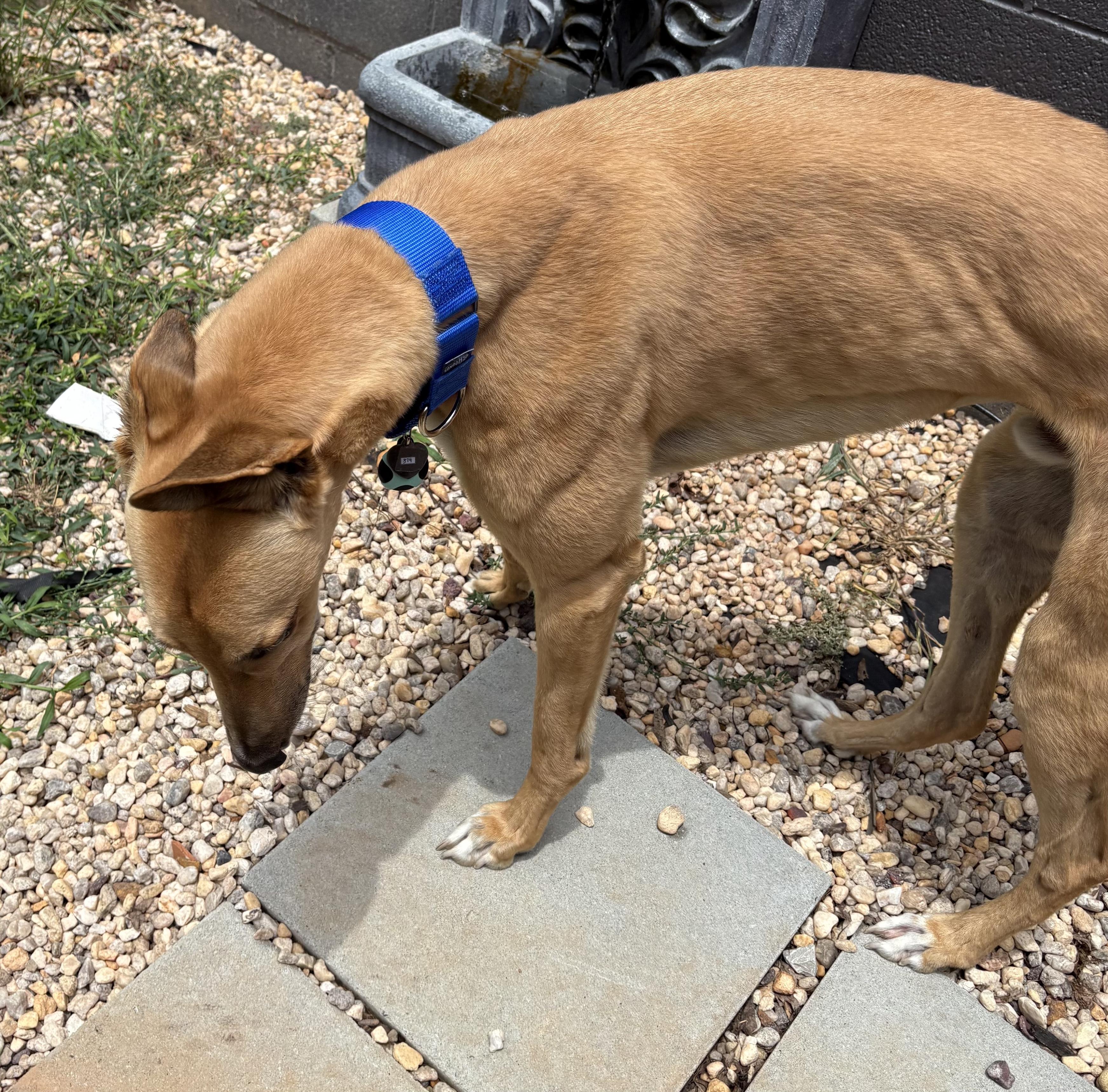 Enlarge Darcy Road (Simba), a Adoptable Greyhound in Tarpon Springs, FL image 5/5