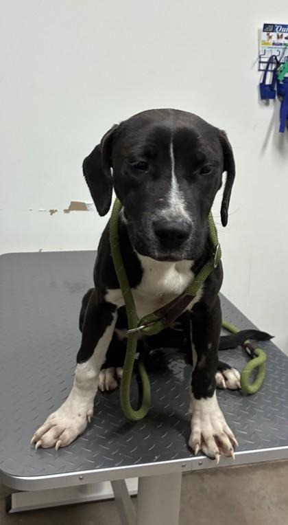 Enlarge 25-184 Indie, a Adoptable mixed breed in Barnesville, GA image 1/1