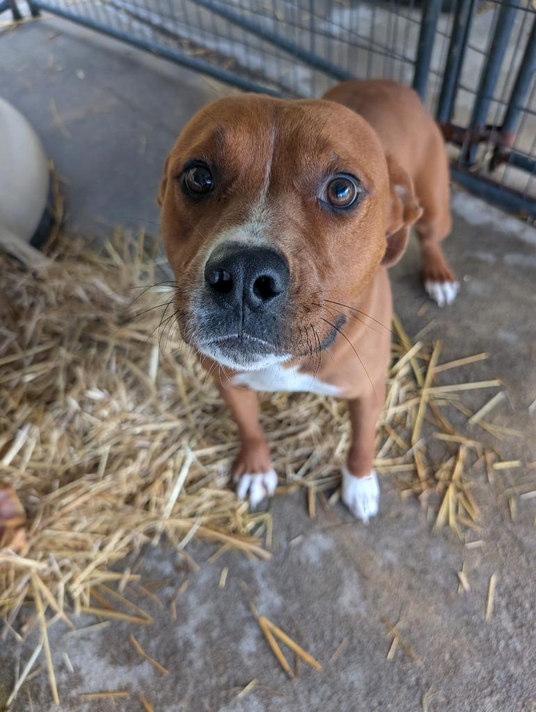 Enlarge Smith, a Adoptable mixed breed in Winnsboro, SC image 3/4