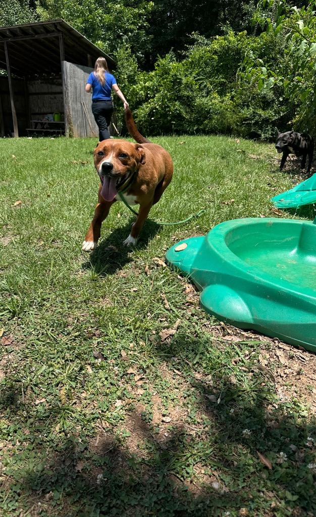 Enlarge Smith, a Adoptable mixed breed in Winnsboro, SC image 4/4