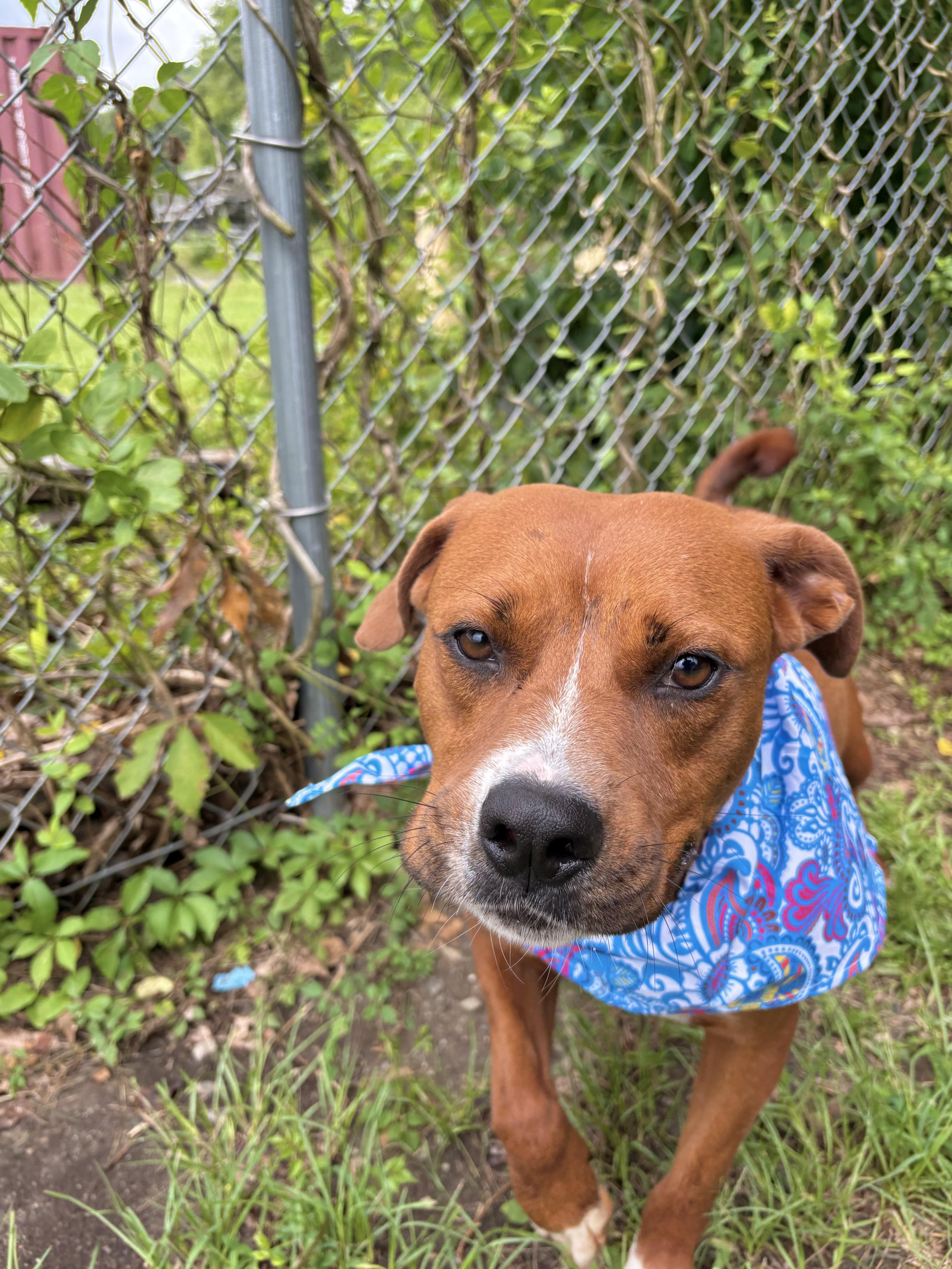 Enlarge Smith, a Adoptable mixed breed in Winnsboro, SC image 2/4