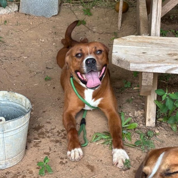 Smith, Adoptable, Young Male Terrier.