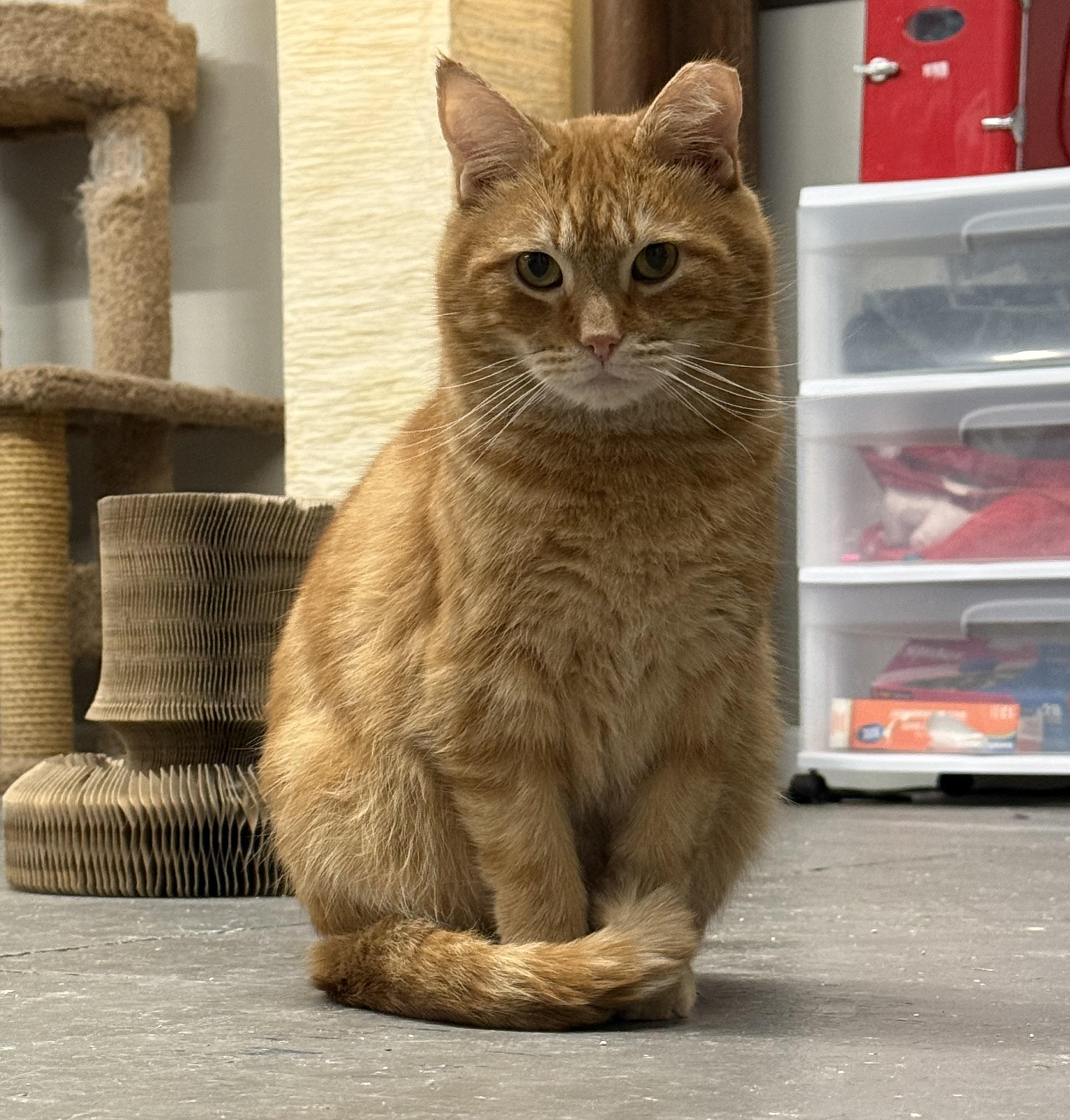 Enlarge Drew & Penelope, a Adoptable Domestic Short Hair in Hartville, OH image 5/5