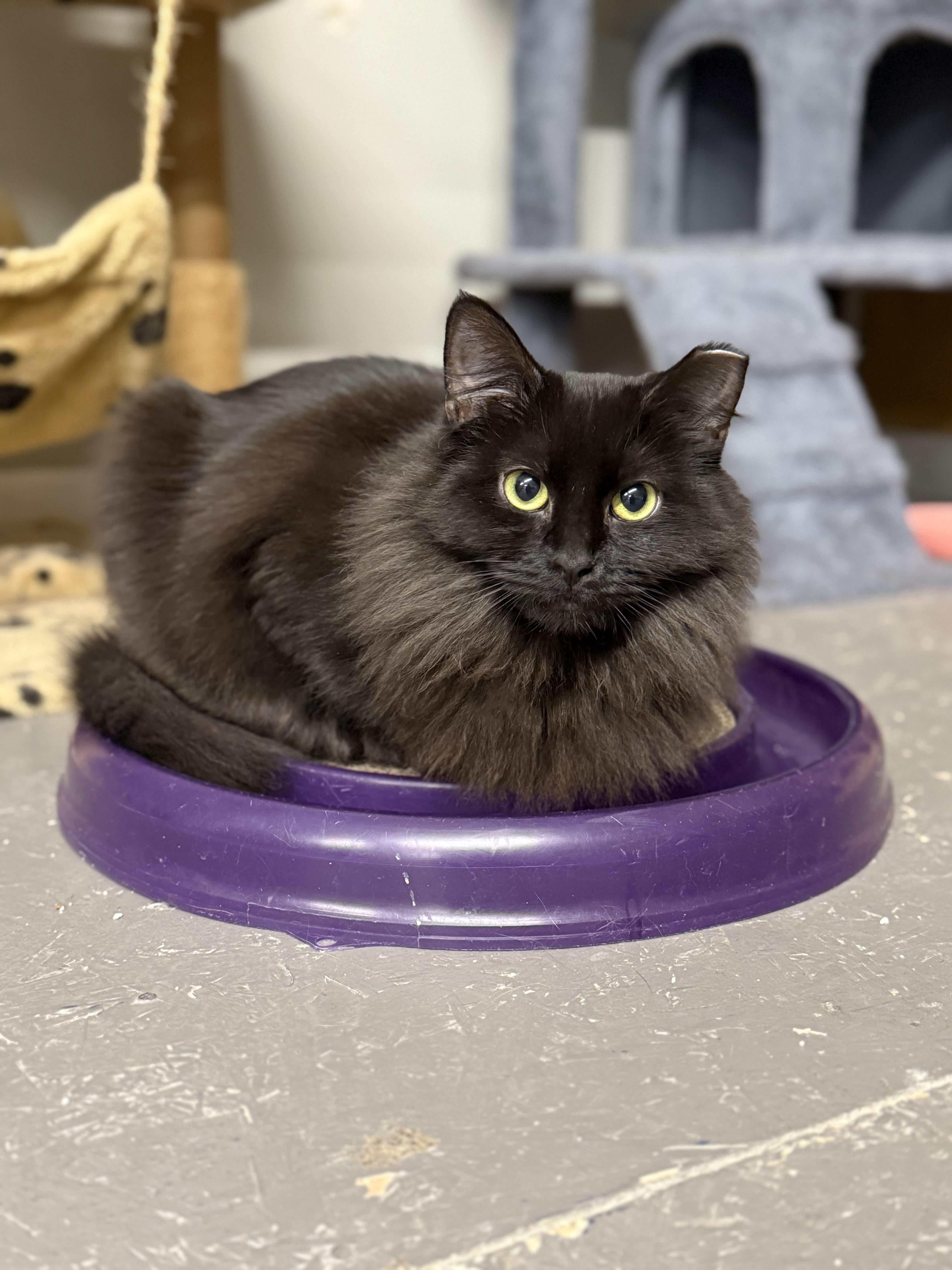 Drew & Penelope, Adoptable, Adult Female Domestic Short Hair.