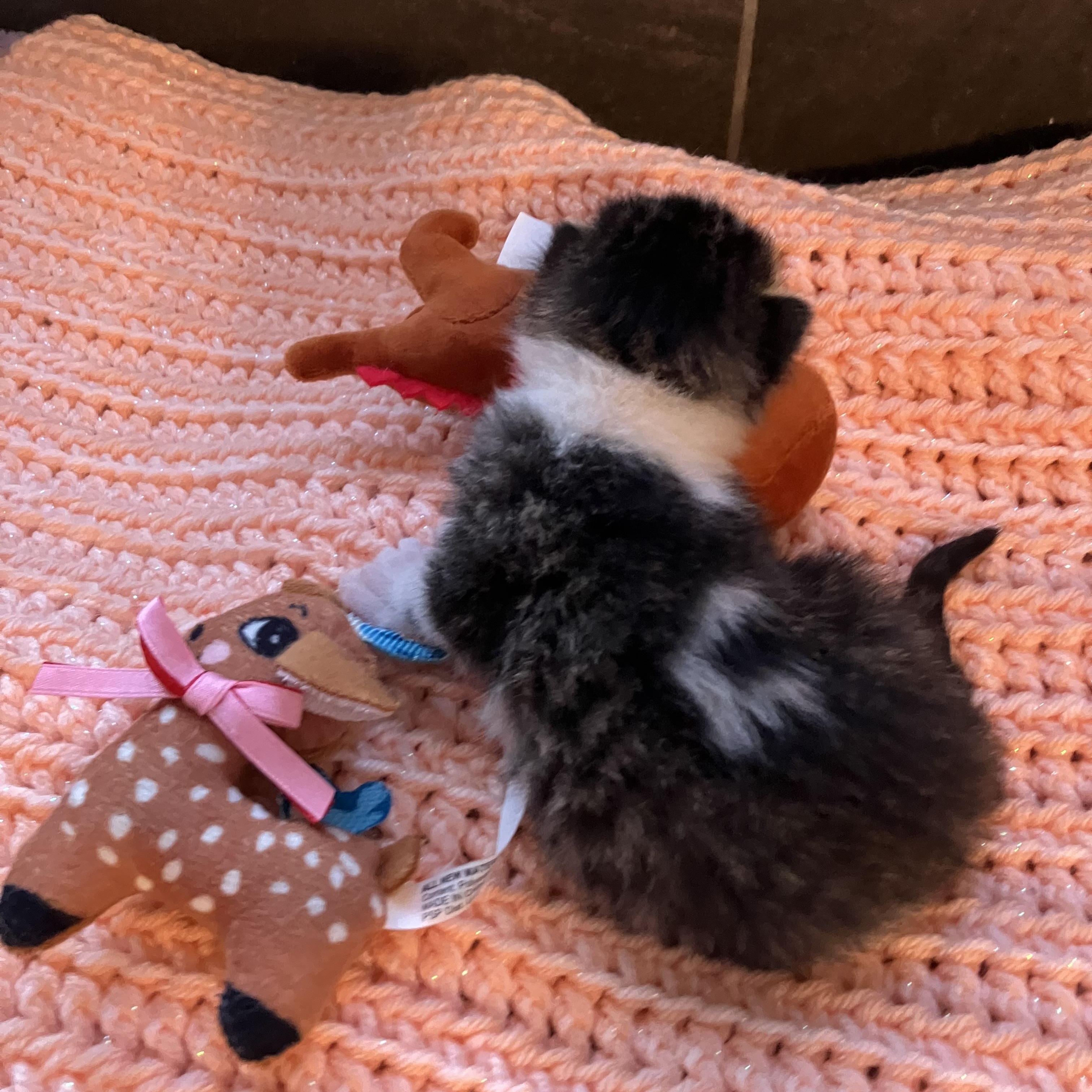 Enlarge Little C, an adopted mixed breed in Omaha, NE image 2/2