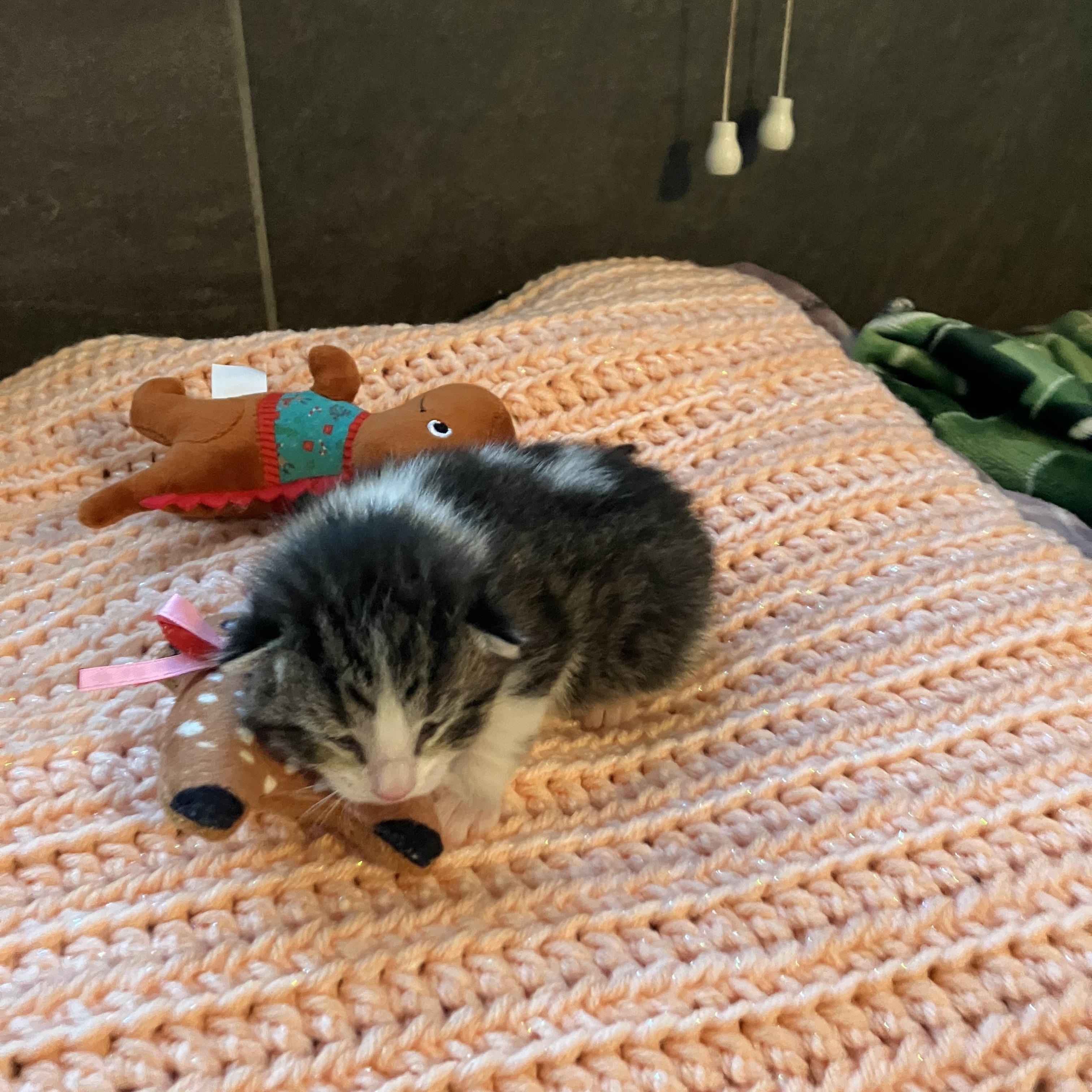 Little C, adopted, Kitten Male Tabby & Domestic Short Hair.