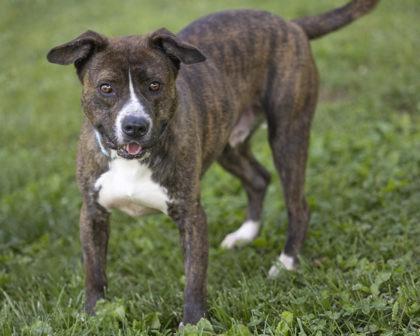 Cruz, a Adoptable mixed breed in Bedford, IN image 1/4